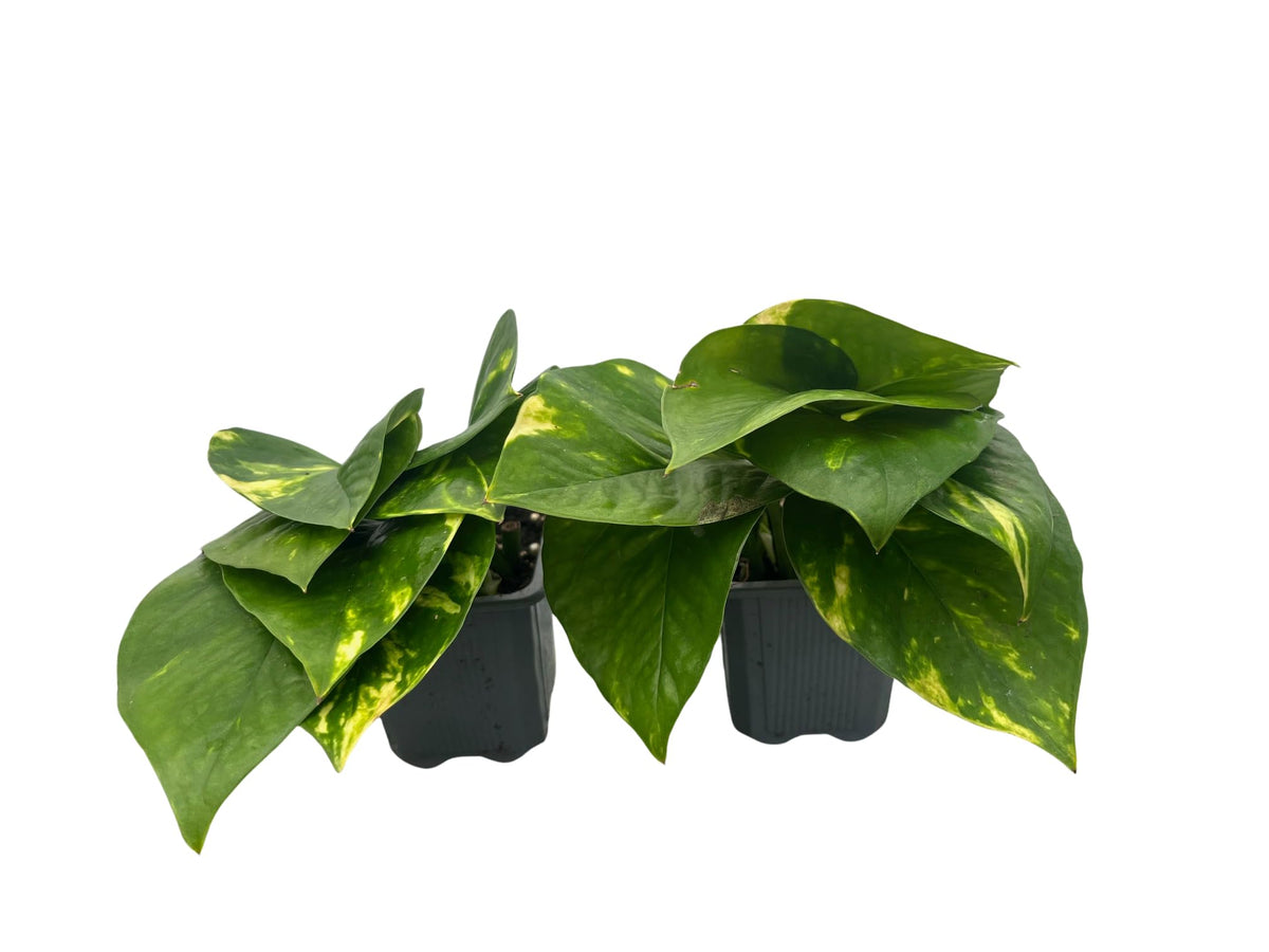 Golden Devil's Ivy - Pothos - Epipremnum - 2 Plants - 3" Pots