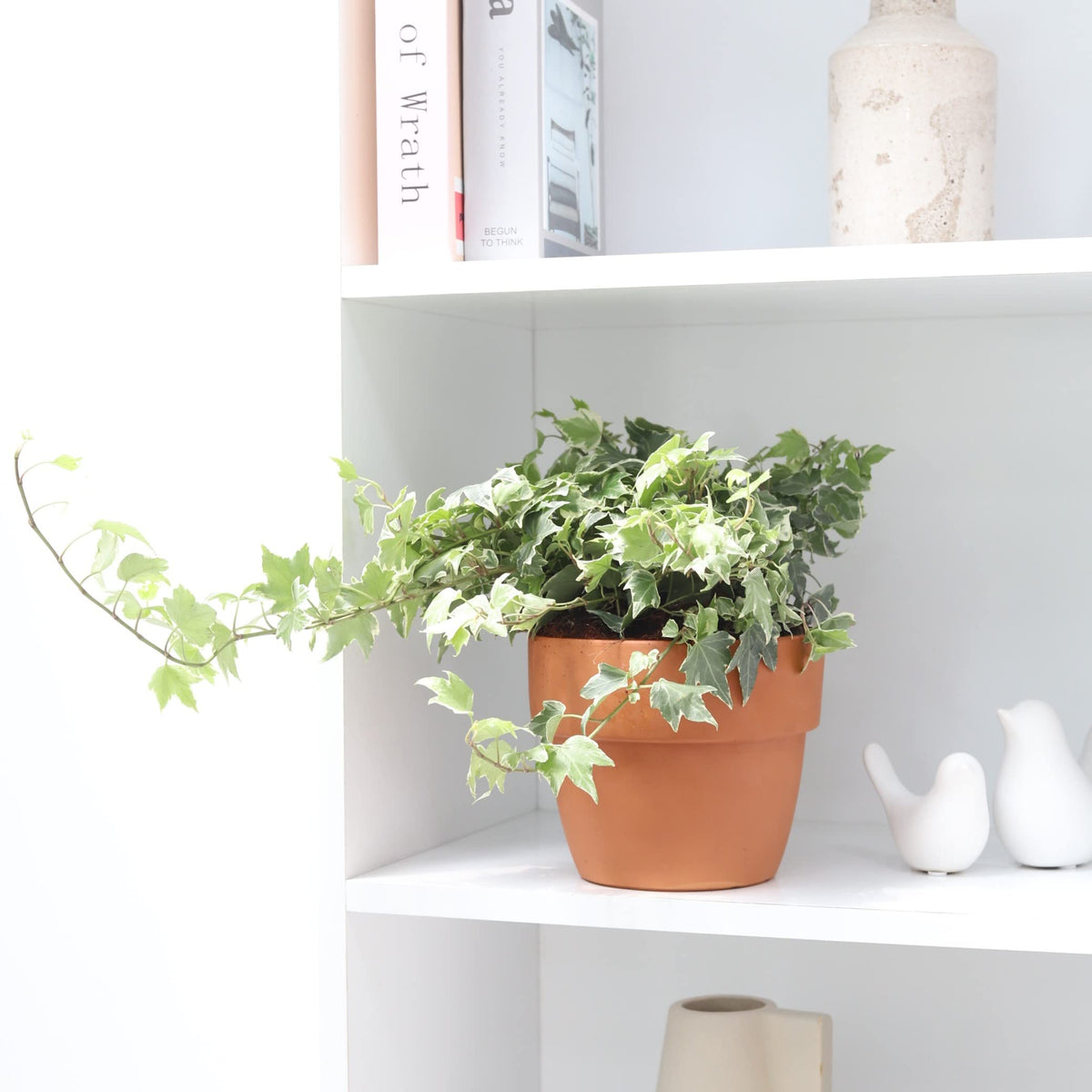 Golden English Ivy (4" Grower Pot) - Healthy Houseplant - Easy Care Indoor Houseplant