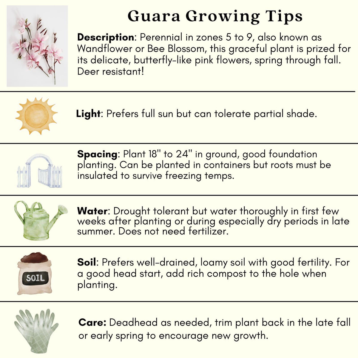 Clovers Garden Gaura Siskiyou Pink Plants - Two (2) Live Plants – Non-GMO - Not Seeds - Each 4" to 8" Tall – in 4" Inch Pots - Perennial, Pollinator Friendly, Continuous Blooms