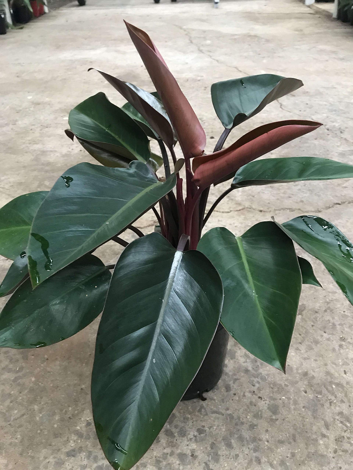 Philodendron Congo Rojo - Live Plant in an 10 Inch Growers Pot - Philodendron ‘Rojo Congo’ - Beautiful Indoor Outdoor Air Purifying Houseplant