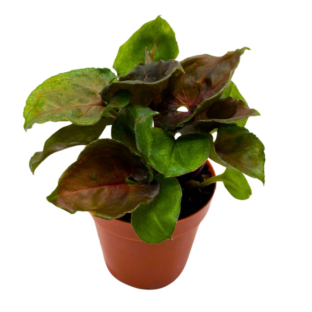 BubbleBlooms Syngonium Red Allusion in a 2 inch Pot Tiny Mini Pixie Plant