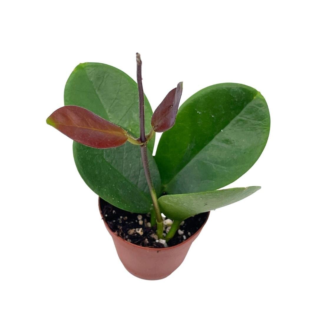 BubbleBlooms Hoya Australis in a 2 inch Pot, Live Rooted Potted Tiny Mini Pixie Plant