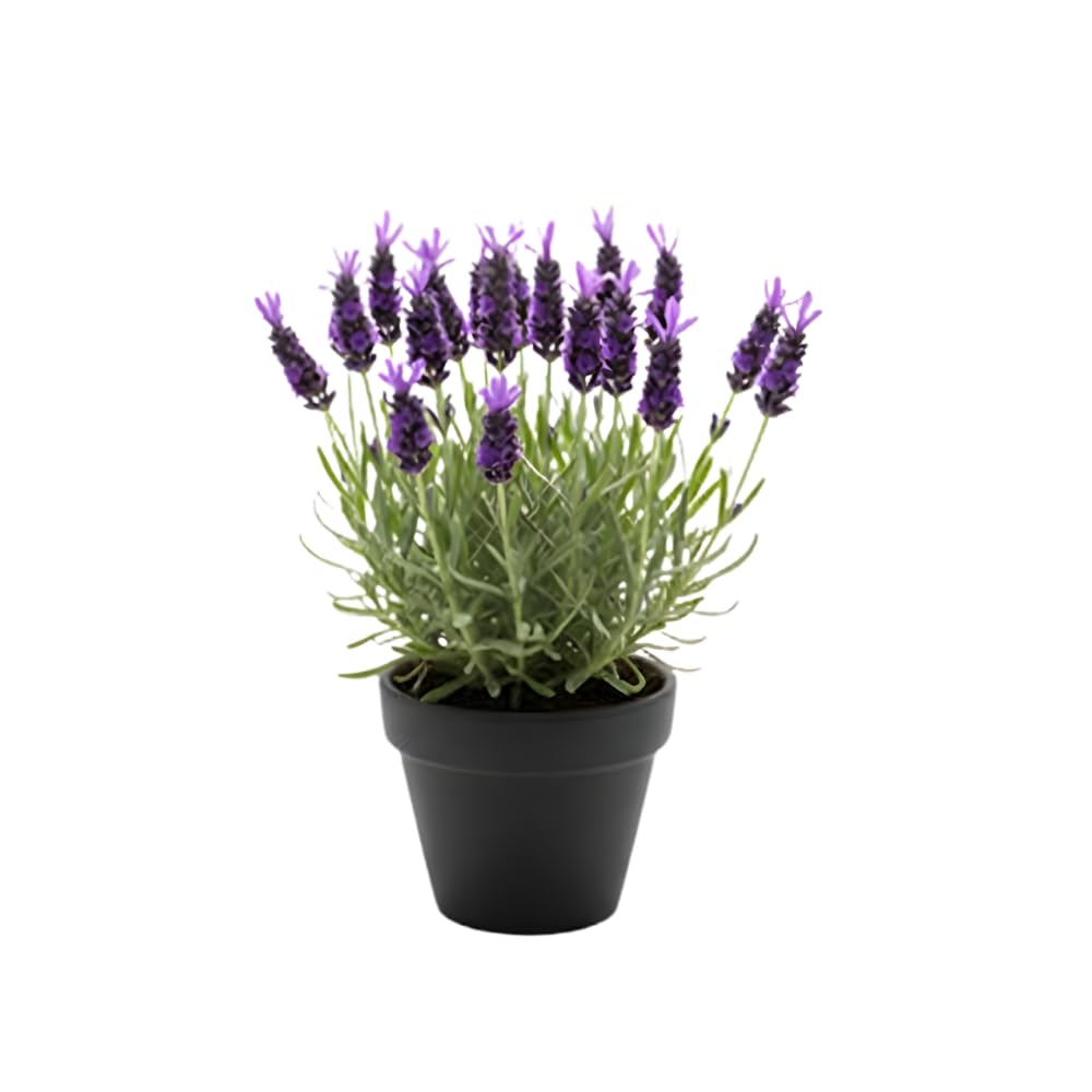 Spanish Lavender Flower Plant, Live Lavender Plants for Inside and Home Décor, 3-Inch Potted, Aromatic Purple Flowering Shrub