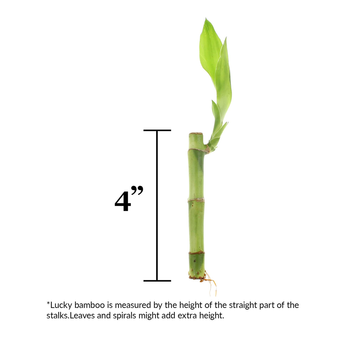 NW Wholesaler - 4" Live Lucky Bamboo Plant - Bundle of 10 Stalks - Live Indoor Houseplants for Home Decor, Live Bamboo Plant, Indoor Low Light Plants, Feng Shui (10)