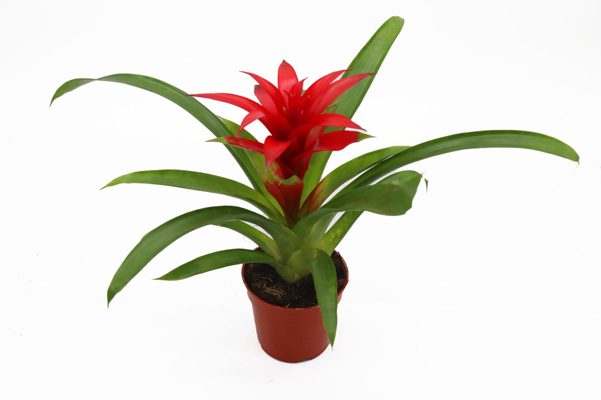 Bromeliad Red or Orange -4'' from California Tropicals