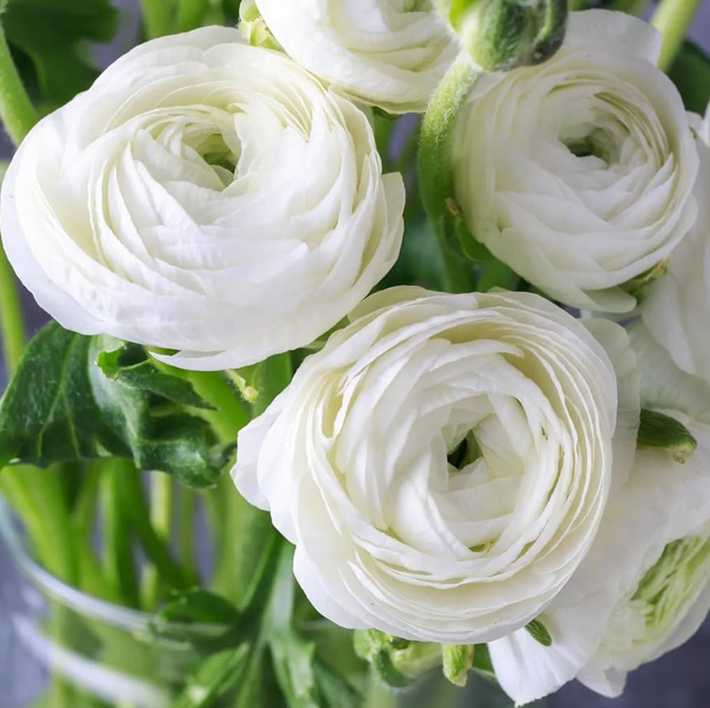 10pcs White Ranunculus Bulbs Fall Planting for Spring Blooms Easily Grown Flower Bulbs