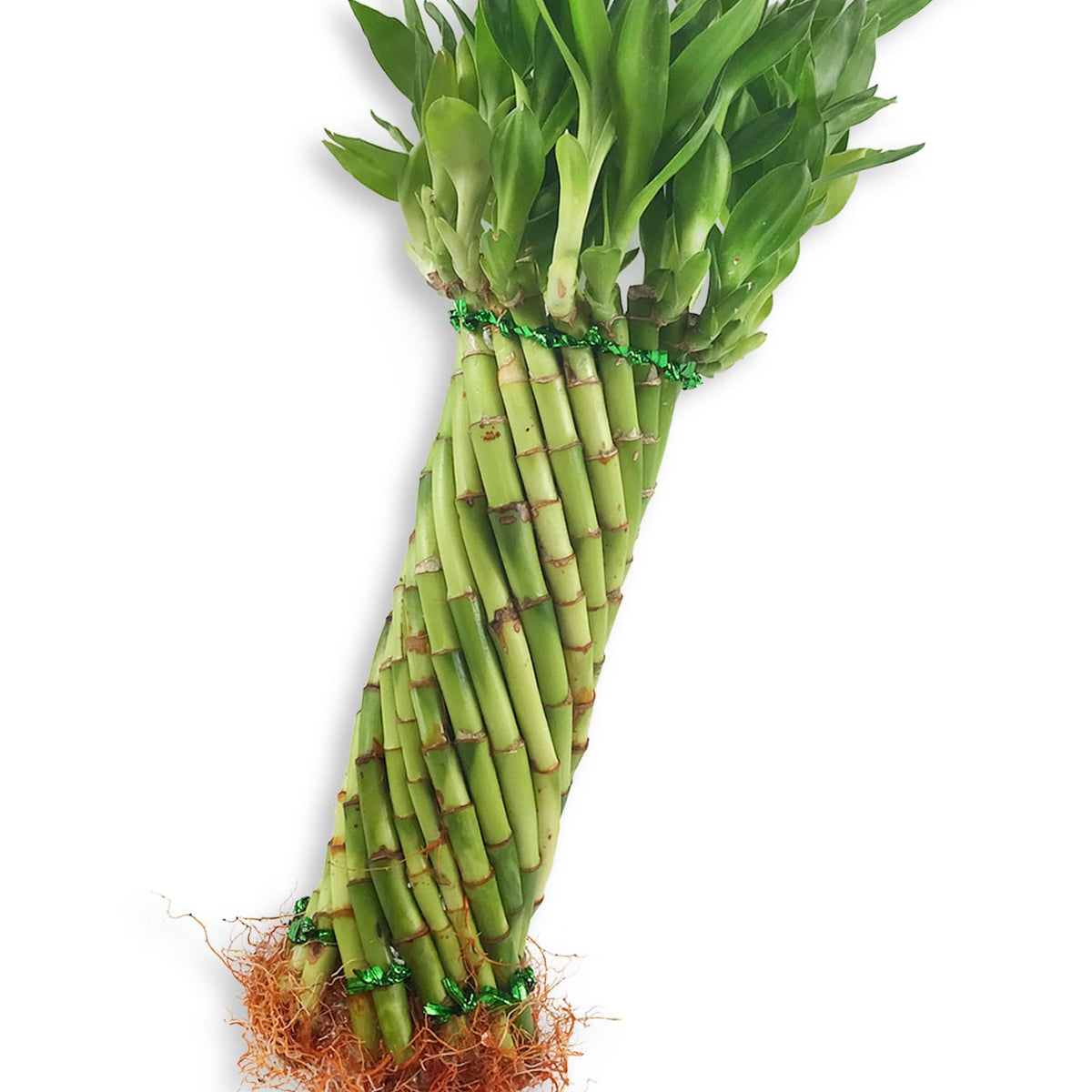 Tornado Bamboo Topiary - Live Plant - Ships Bare Root - Approx 10 Inch Tall Spiral Shaped Stalks - Air Purifying Feng-Shui Zen Garden Houseplants