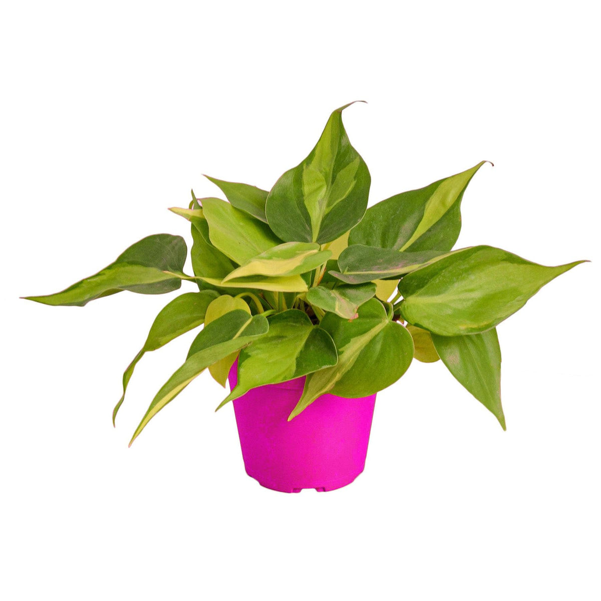 3 Pack Philodendron 'Brasil' - 4" Pot in 4in Pot - Live Tropical Houseplant - Easy to Grow | Air Purifying | Variegated | USA Growers | The Snobby Leaf