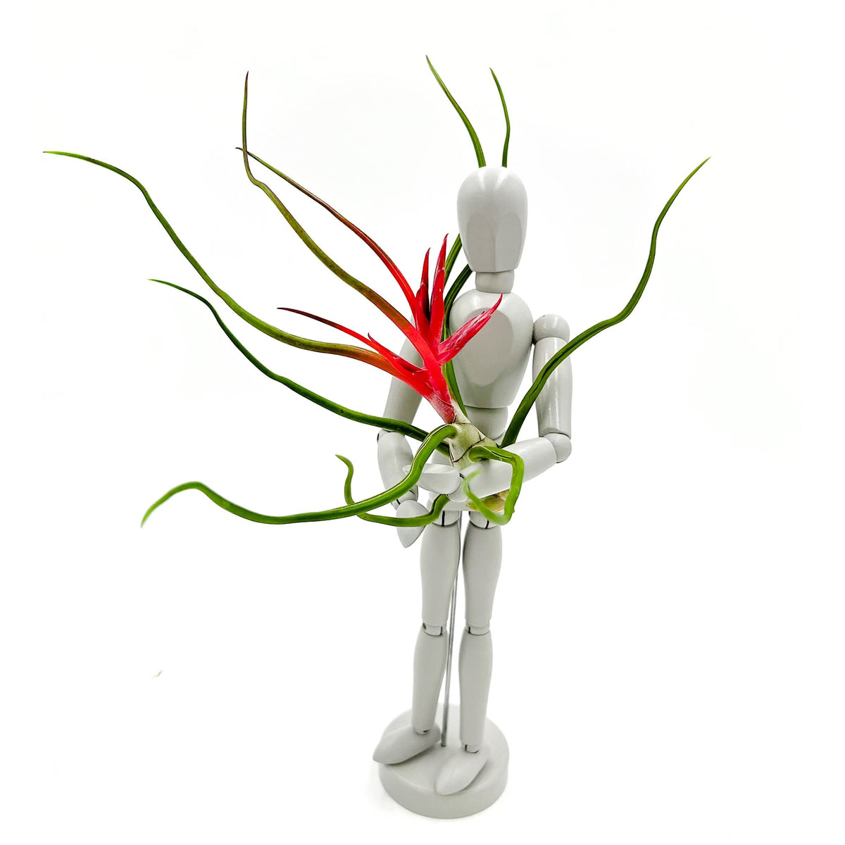 ragnaroc Air Plants - Flowering Tillandsia Bulbosa Belize, Giant 7-9" - 2ct - Live Arrival Guaranteed - House Plants for Home Decor & Gift