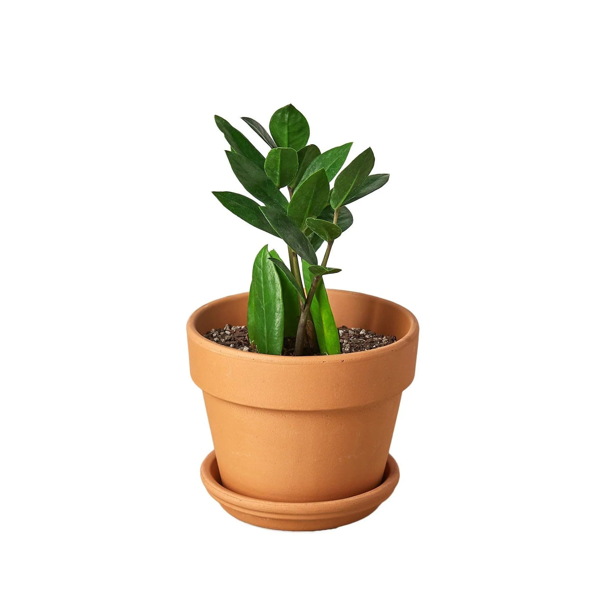 7 Pack Zamioculcas Zamiifolia ZZ in 4in Pot - Live Plants Tropical Houseplants | Variegated | USA Growers | The Snobby Leaf