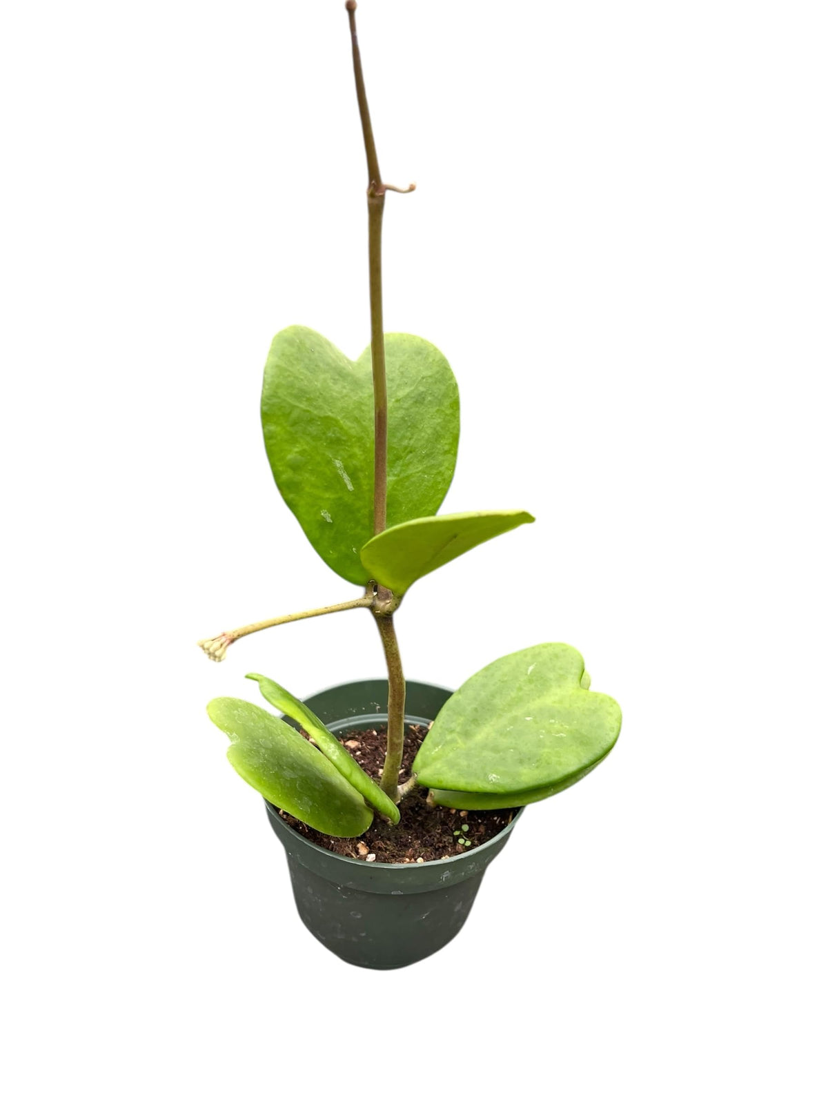 Hoya Kerrii Live Plant – Heart Leaf Hoya – 4 Inch Pot – Indoor Succulent Houseplant Easy Care