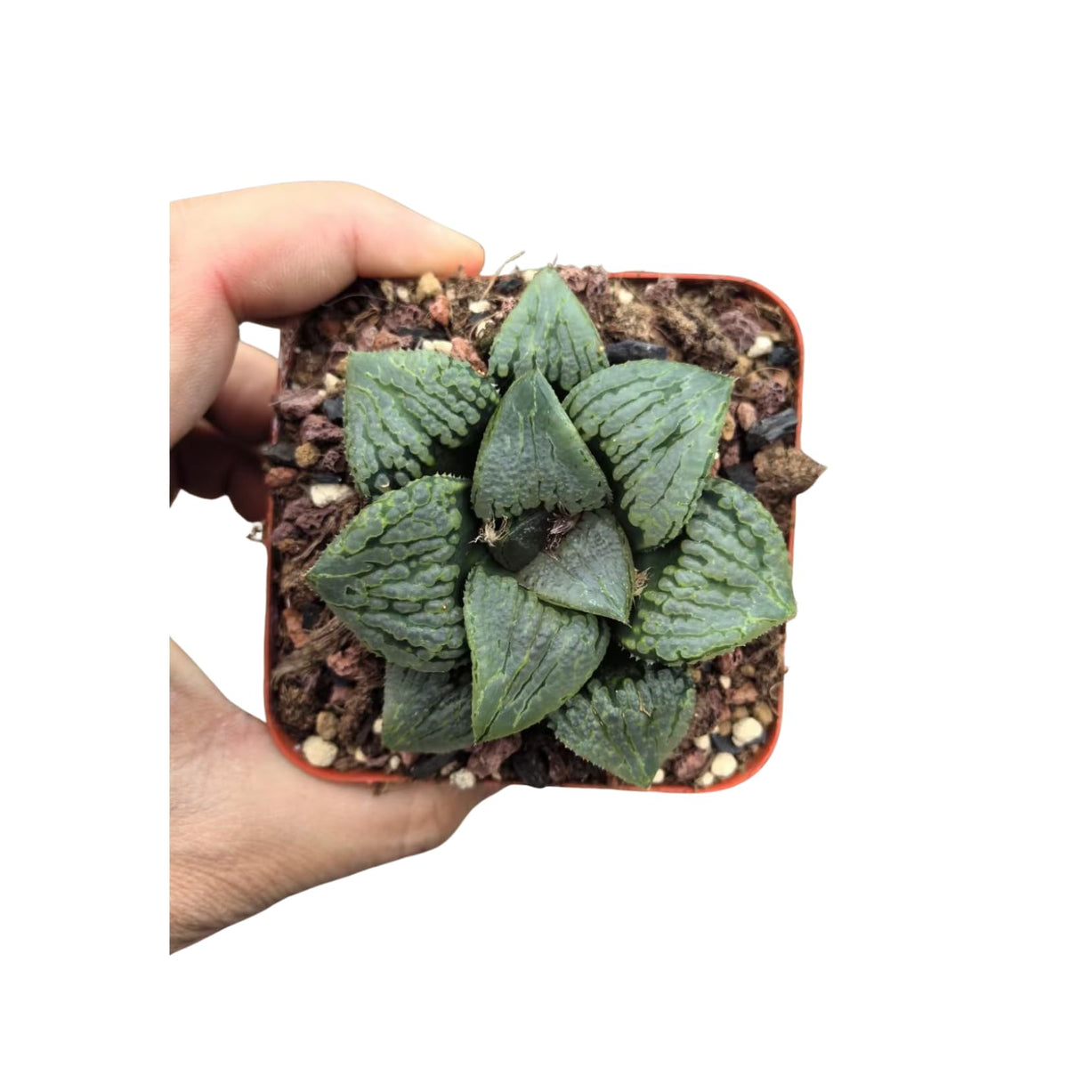 Haworthia Comptoniana Hybrid ‘Marilyn’ – Rare Succulent Plant – Unique Windowed Rosette – Live Indoor Plant – Easy Care – 2-Inch Nursery Pot – by 1am Succulents