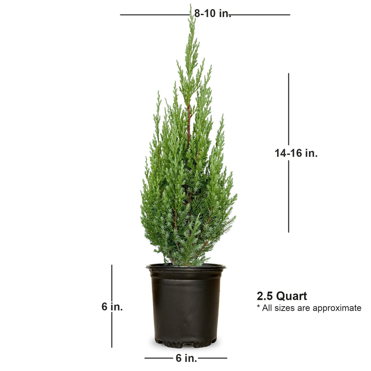 Plants by Mail Blue Point Juniper (Tree, Bush, Evergreen, Fragrant), 2.5 Quart