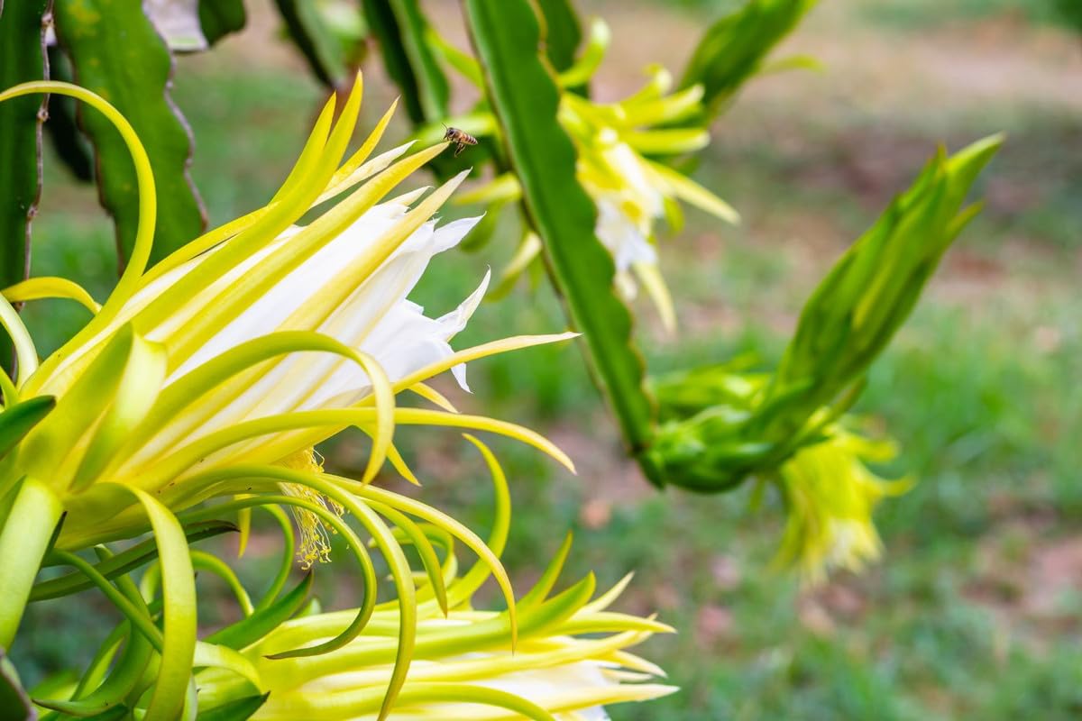 White Dragon Fruit Plant Live, 3 Gallon Potted, Pitaya Plant, Live Dragon Fruit Plant, Dragon Fruit Tree Plant, 2 to 3 Feet Tall, Dragon Fruit Live Plant, Sweet Fruit Plant