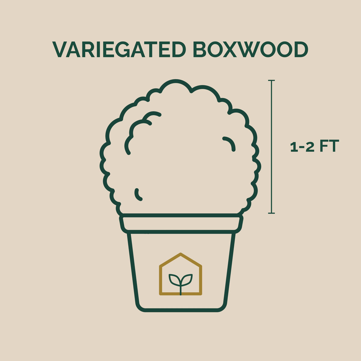 Variegated Boxwood 3-Gallon