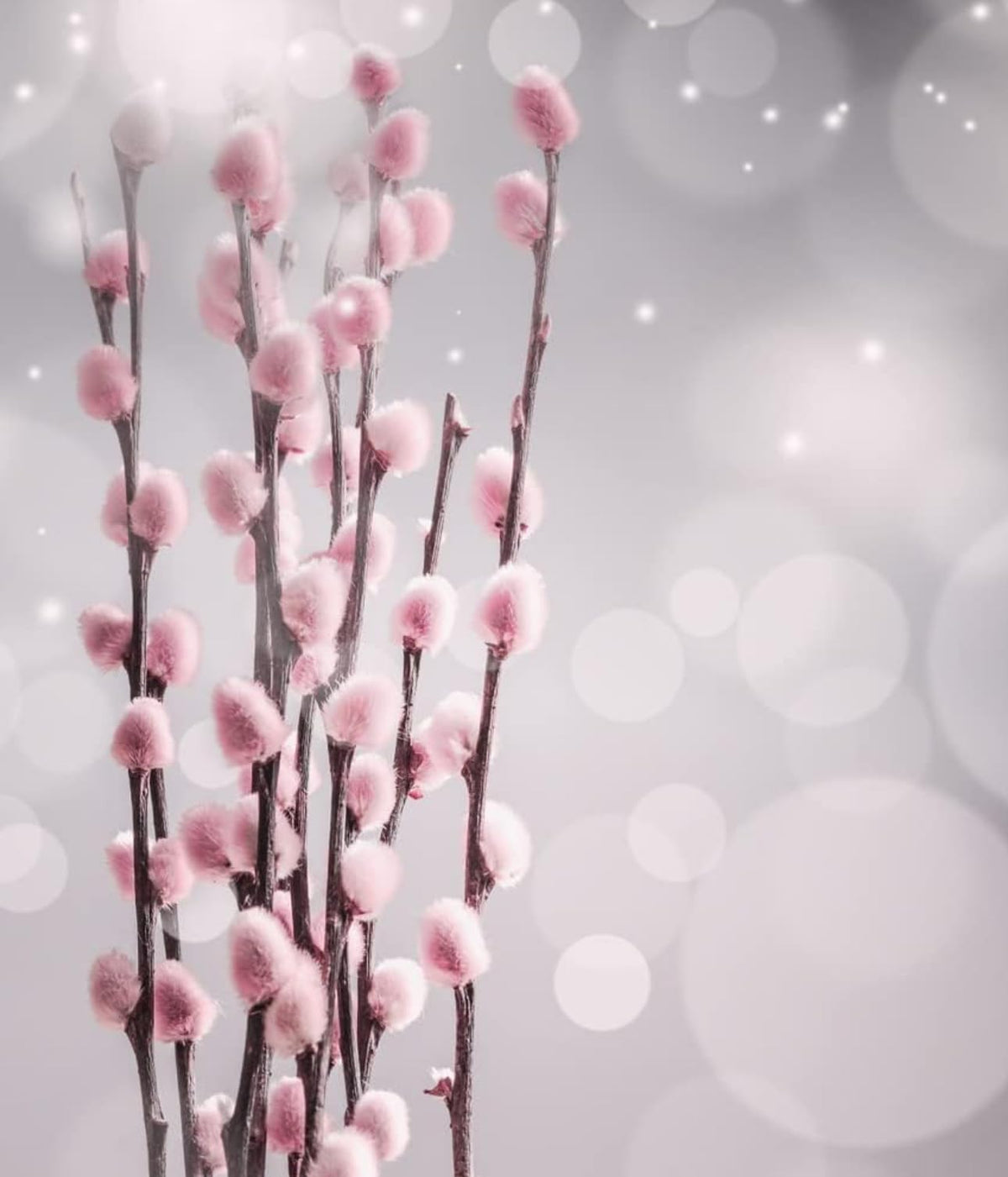 2 French Pink Pussy Willow - Fresh Cuttings, Ready to Root - Guaranteed to Grow - Ships from Washington, USA