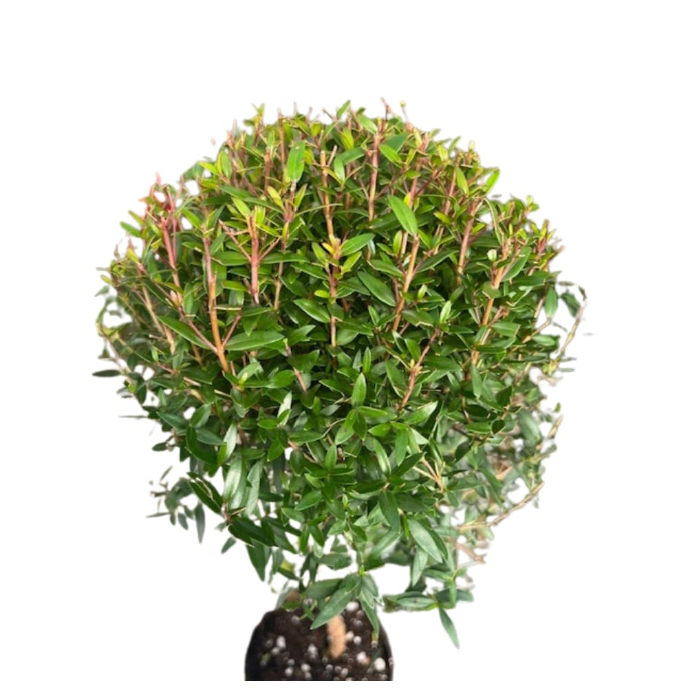 Biblical Myrtle Herb Plant - Myrtus - Ancient Herb - 4.5" Pot - Topiary