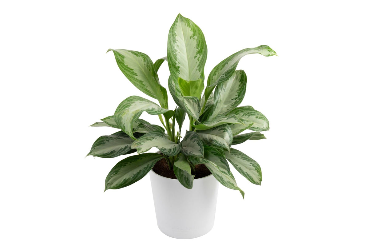 Costa Farms Chinese Evergreen, Aglaonema Easy To Grow Live Indoor Plant in Premium Décor Planter Pot, Houseplant in Potting Soil Mix, Housewarming, Unique Home Décor or Room Decor, 2-3 Feet Tall