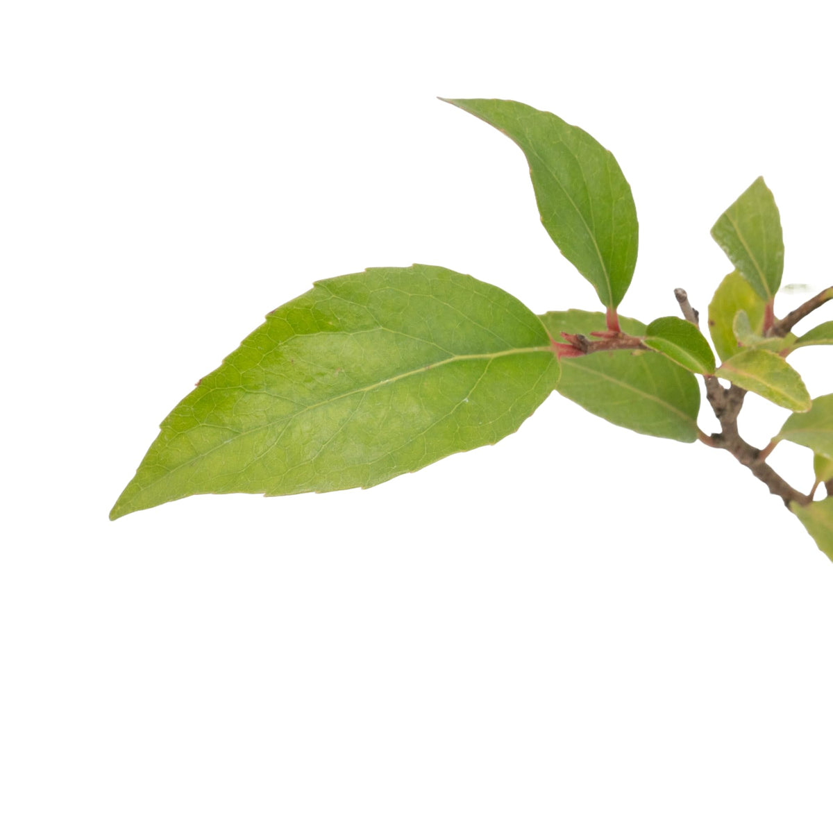 4 Xylosma Congestum, Live Plants – Shiny Xylosma in 2.5” Nursery Cubes – Fast-Growing, Low-Maintenance Evergreen Shrub for Hedges & Landscaping