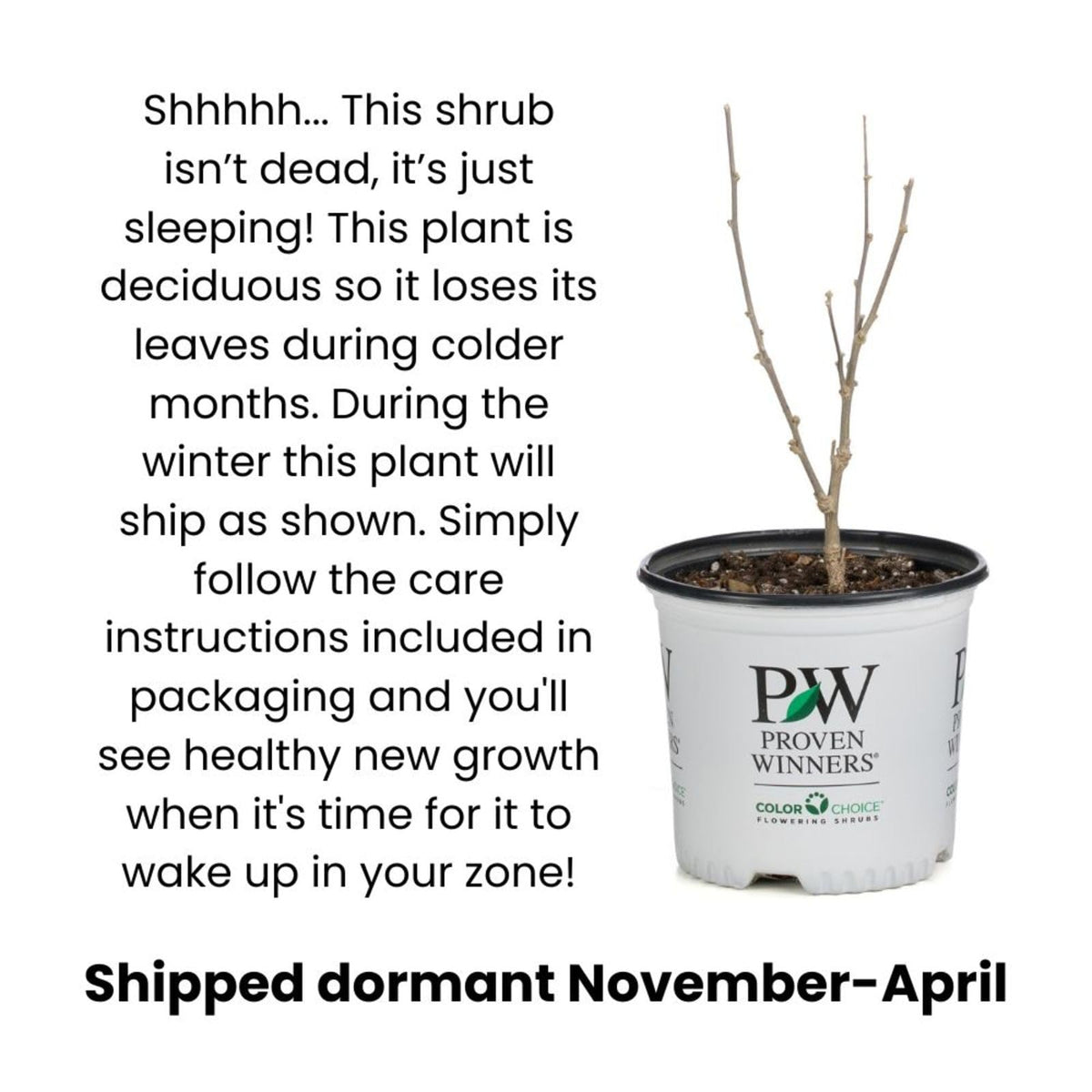 Proven Winners Sugar Shack 2.0 Buttonbush (Cephalanthus occidentalis) Live Plant, 4.5" Qt