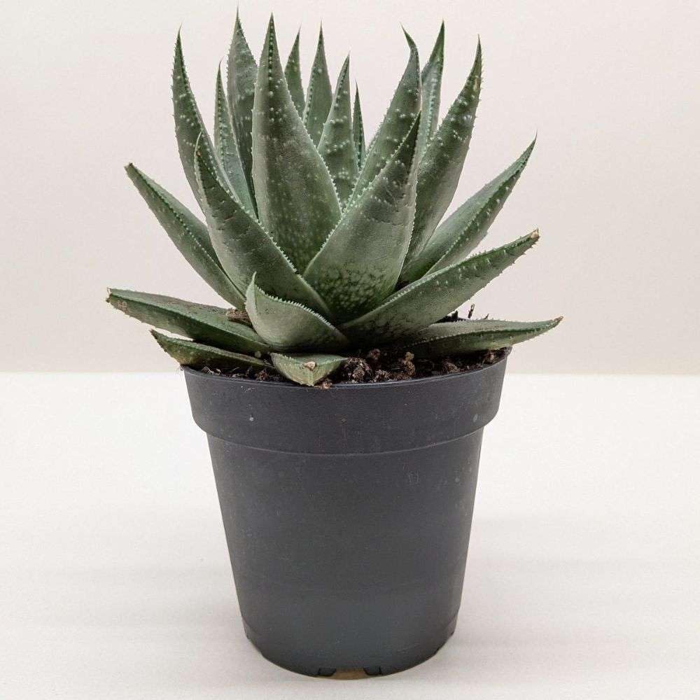 Succulent Haworthia Savanna Live Plant for Indoor | Different Houseplants in 4'' & 6'' Pot | Real House Plant Decor for Living Room, Office, Desk & Bathroom | Little Warty Ox Tongue