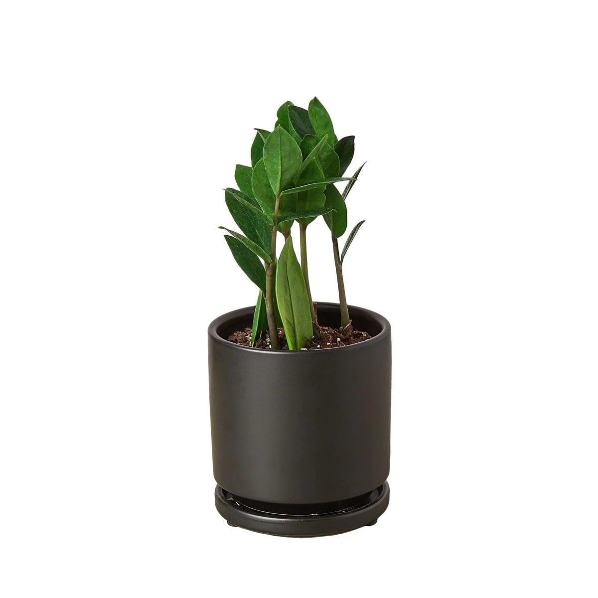 7 Pack Zamioculcas Zamiifolia ZZ in 4in Pot - Live Plants Tropical Houseplants | Variegated | USA Growers | The Snobby Leaf