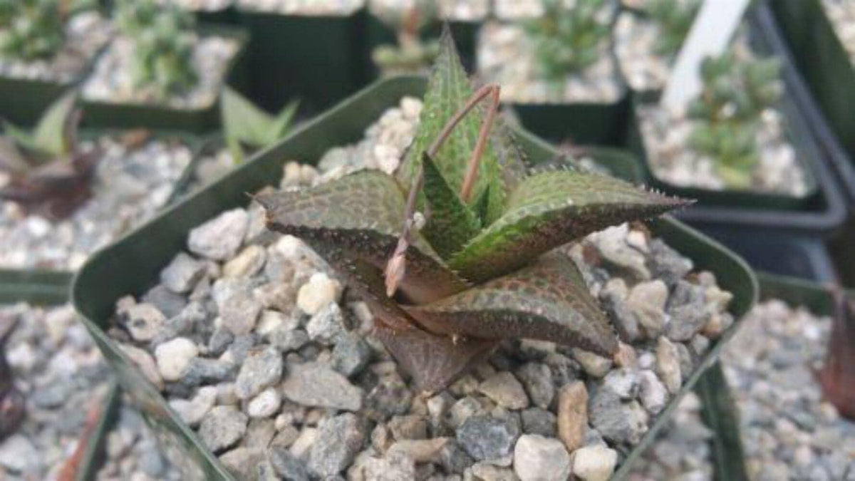 Haworthia veneosa Tessellata Cacti Cactus Succulent Real Live Plant