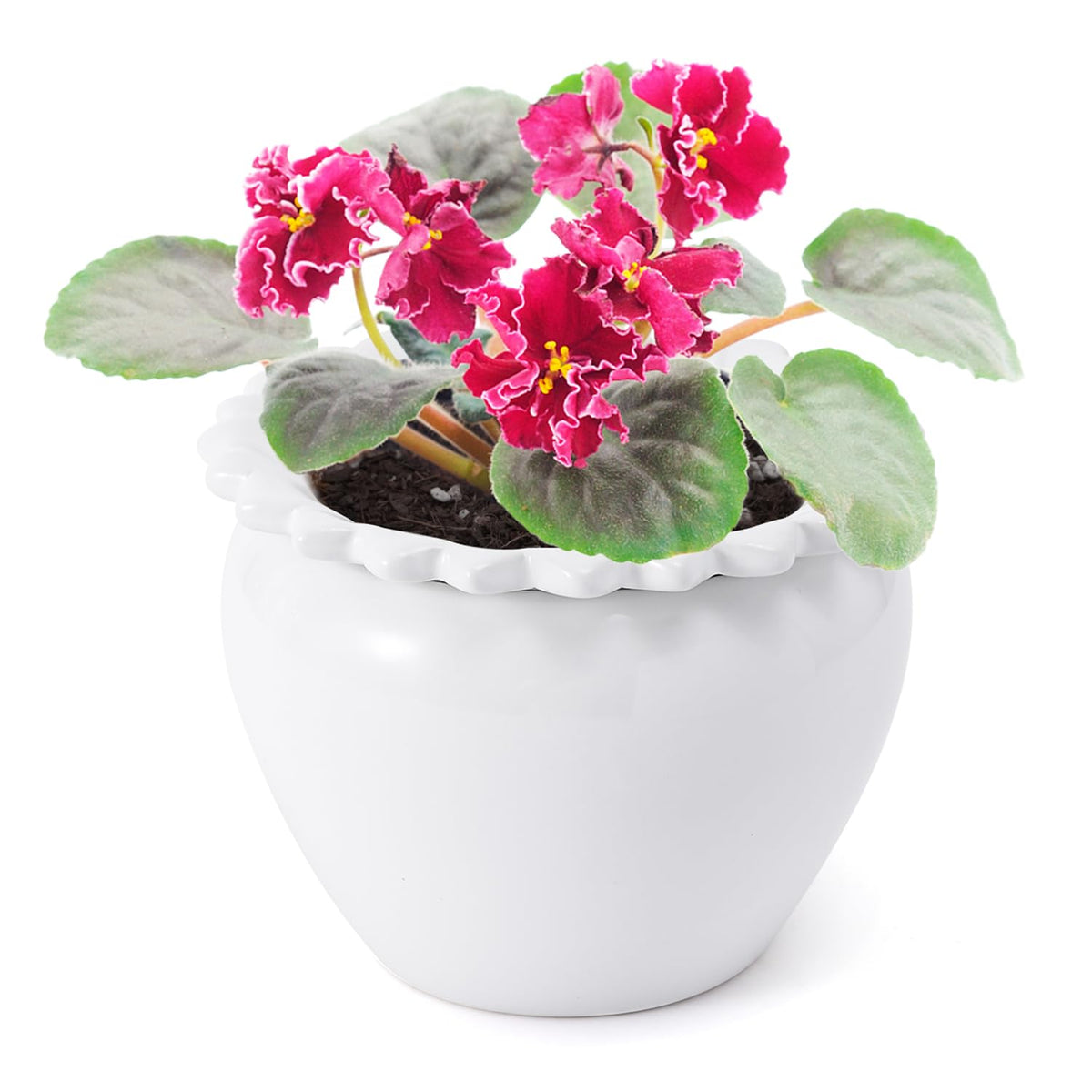 Lovely Ran African Violet Flower Pot Ceramic Self Watering Flower Pot 6.5 * 4.6 * 4 inch Simple Plant Self Watering Pot Indoor Flowers High Absorption Herbaceous Flower Pots Modern Decor Pots