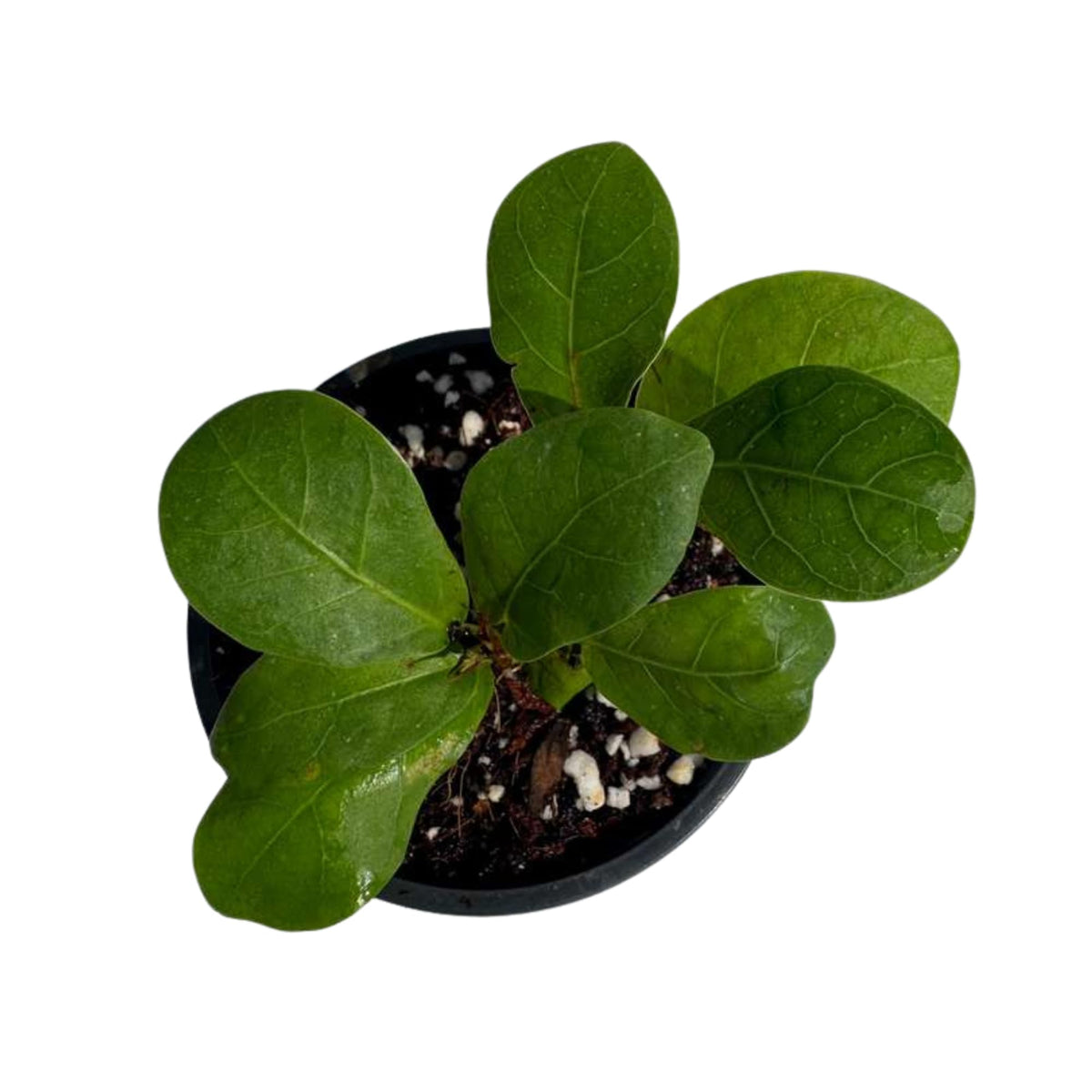 PLANTVERS Fiddle Leaf Fig in 2" Grow Pot – Ficus Lyrata - Live Indoor Houseplant – Easy Care Low Maintenance Tropical Plant – Air Purifying Plant for Home or Office Décor
