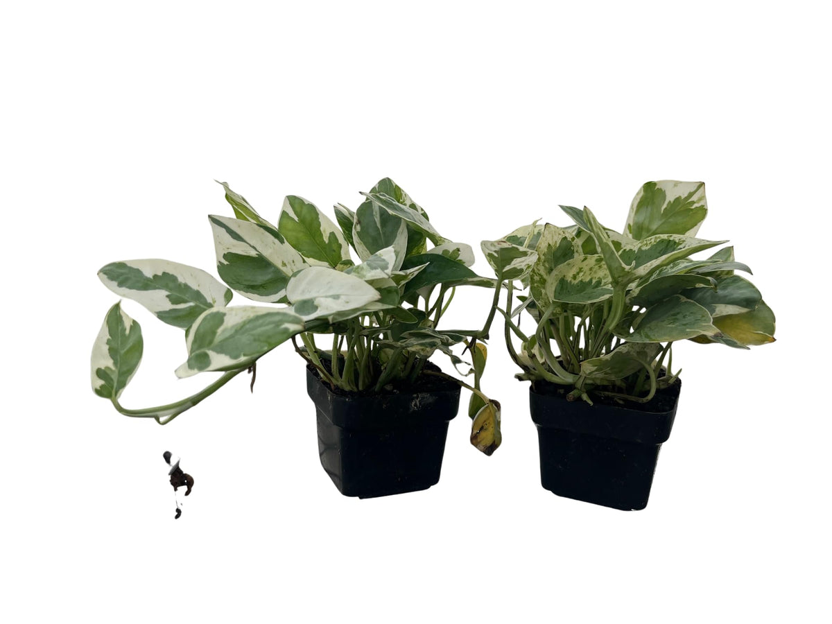N Joy Pothos - Epipremnum aureum - 2 Plants 3" Pots - Good in Low Light