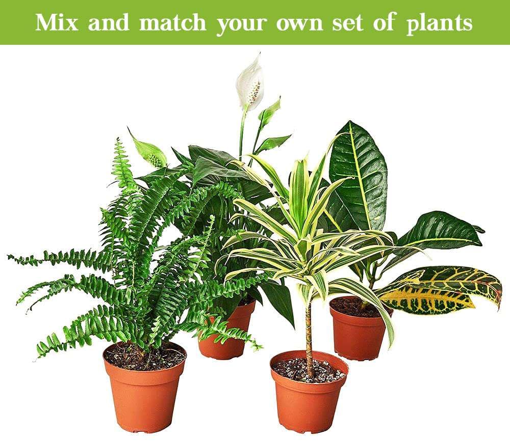 Snake Plant Moonshine Live Plant for Indoor | Different Houseplants in 4'' & 6'' Pot | Real House Plant for Living Room, Office & Bathroom | Laurentii