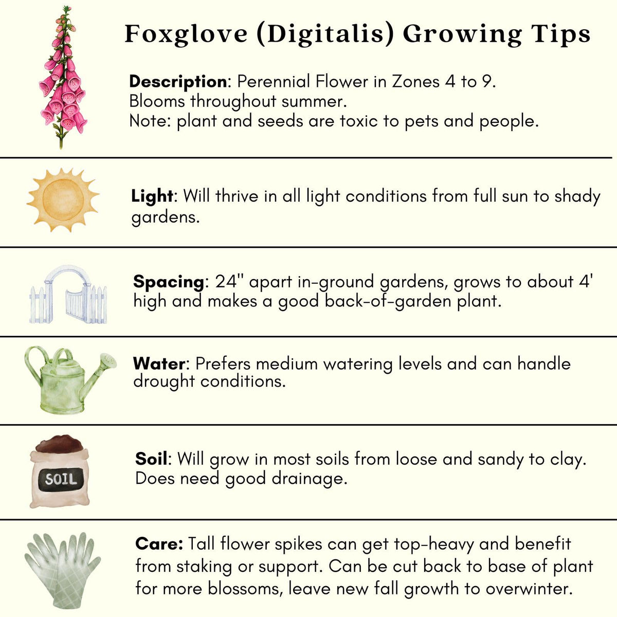 Clovers Garden Foxglove Dalmatian Mix Plants Two (2) Live Plants Non-GMO - Each 4" to 8" Tall in 4" Pots Heirloom Perennial, Pollinator Friendly Lavender, Purple, Pink, Cream, and White