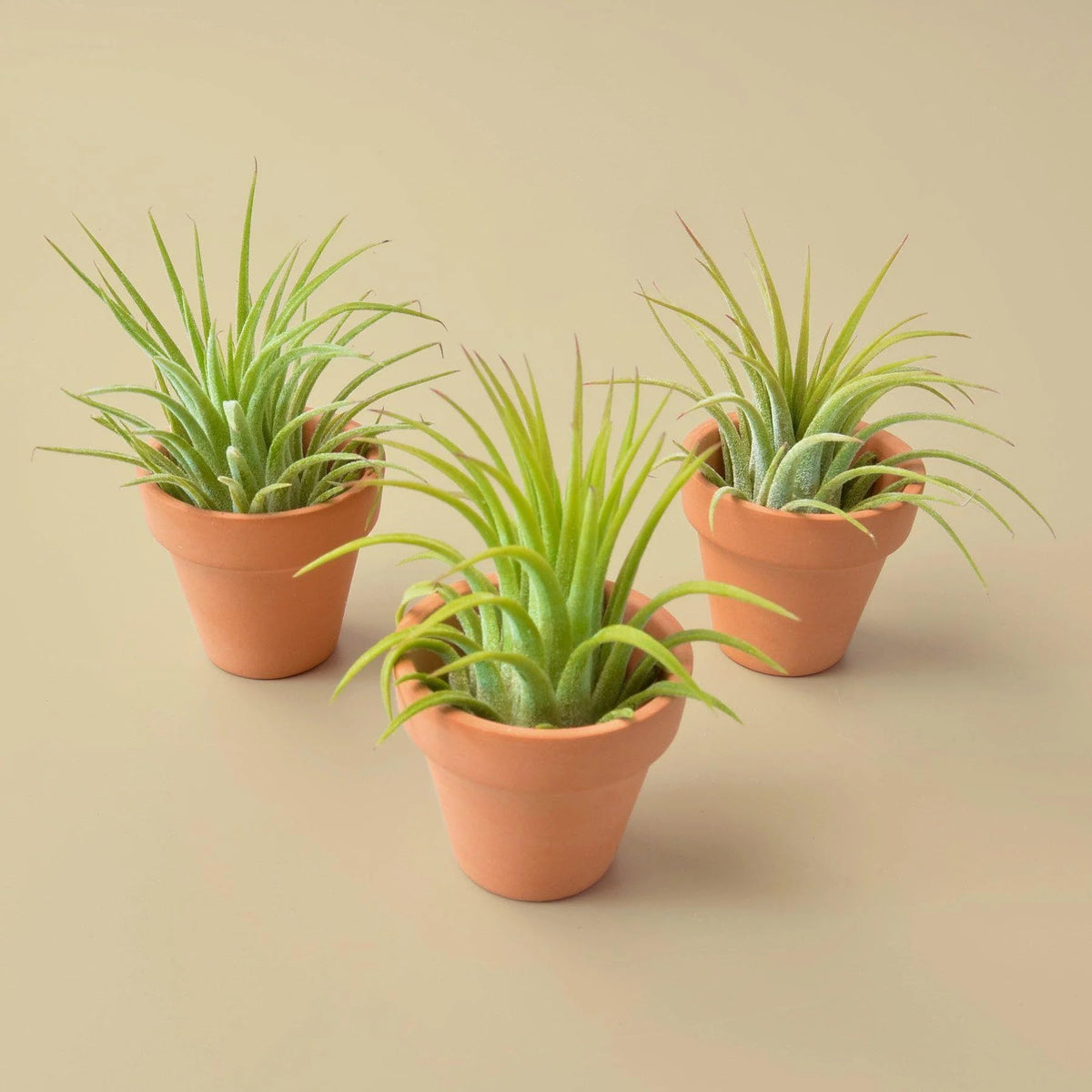 Air Plants Live Variety Pack - Pack of 3 Live Air Plants - Tillandsia Live Plants Assorted - Air Purifying Plant - California Seller