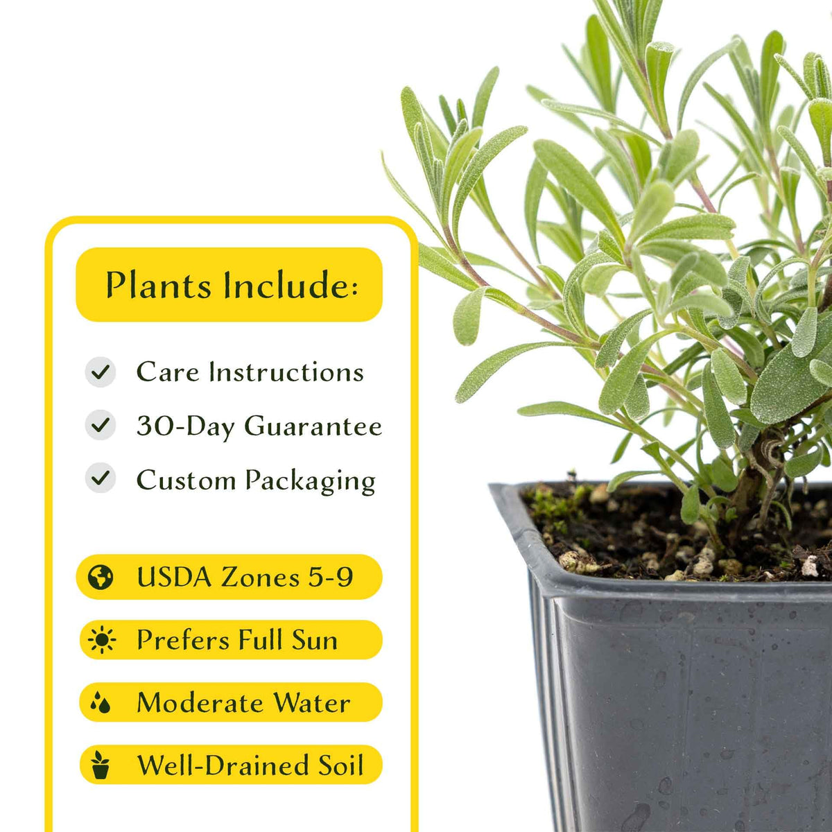 2 Super Blue Lavender Plants (Lavandula angustifolia 'SuperBlue') | Live Evergreen Herb with Fragrant Purple-Blue Blooms | Fast-Growing Perennial for Pollinators & Landscaping in 3.5" Cubes