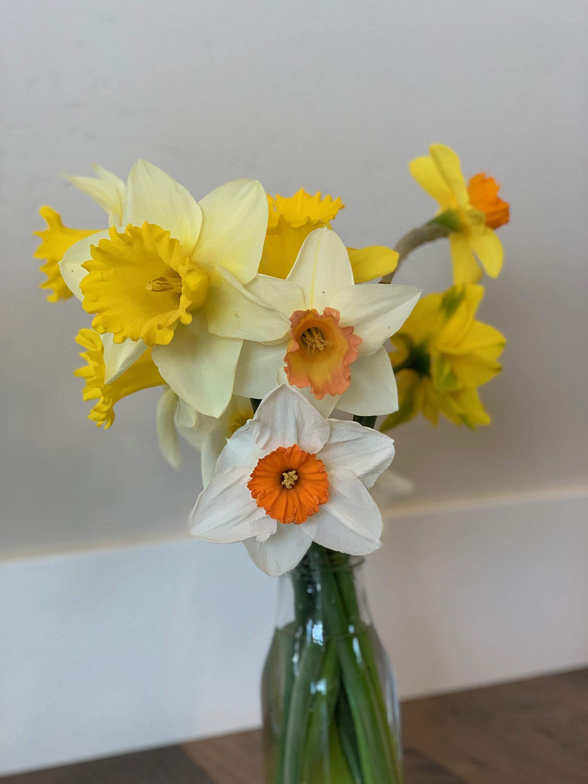 Large Cupped Daffodil Bulbs Sunshine Mix