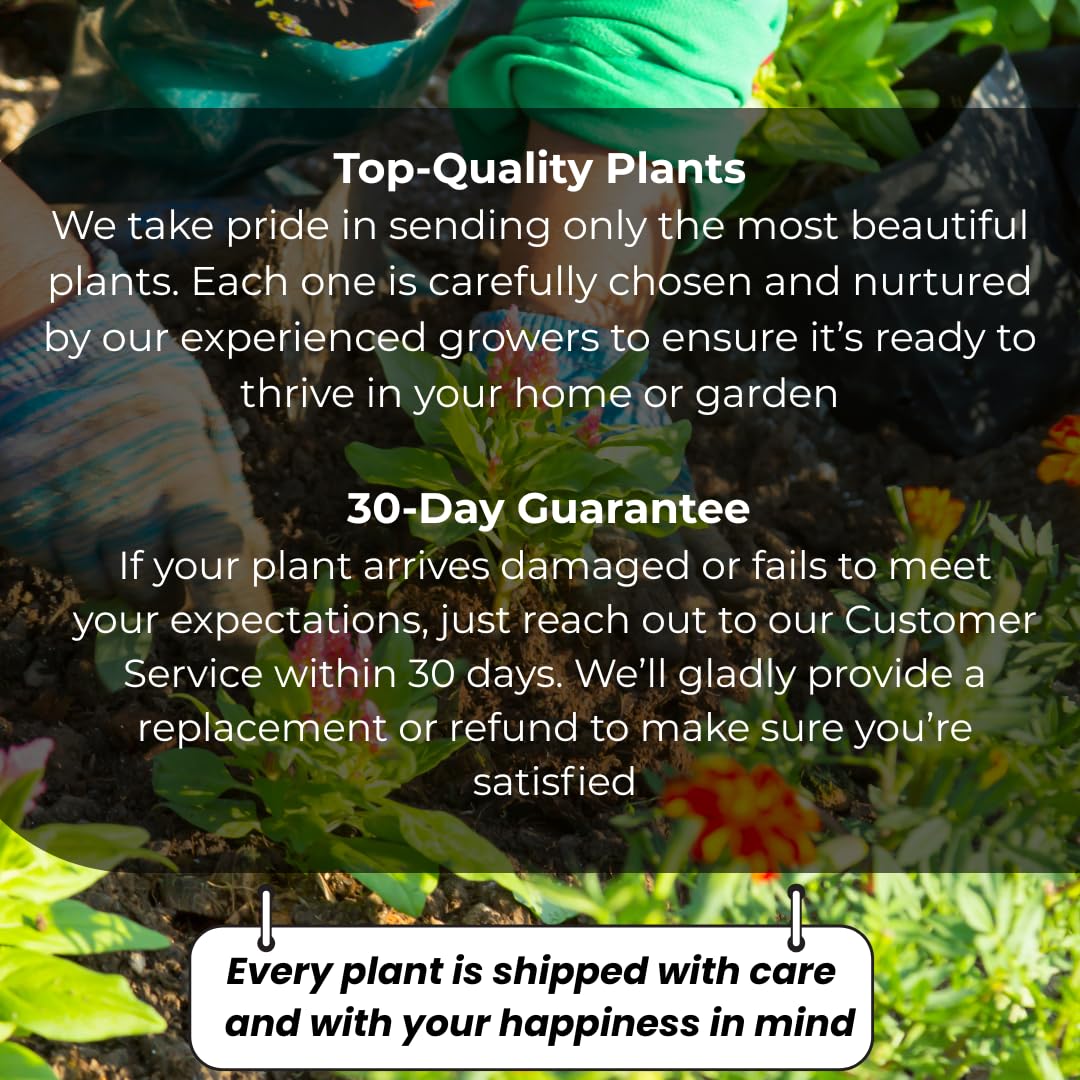 5 False Indigo Bush Live Plant 6-12 Inch | Amorpha fruticosa | Hardy Flowering Shrub with Deep Purple Spikes | Ideal for Pollinator Gardens & Landscapes