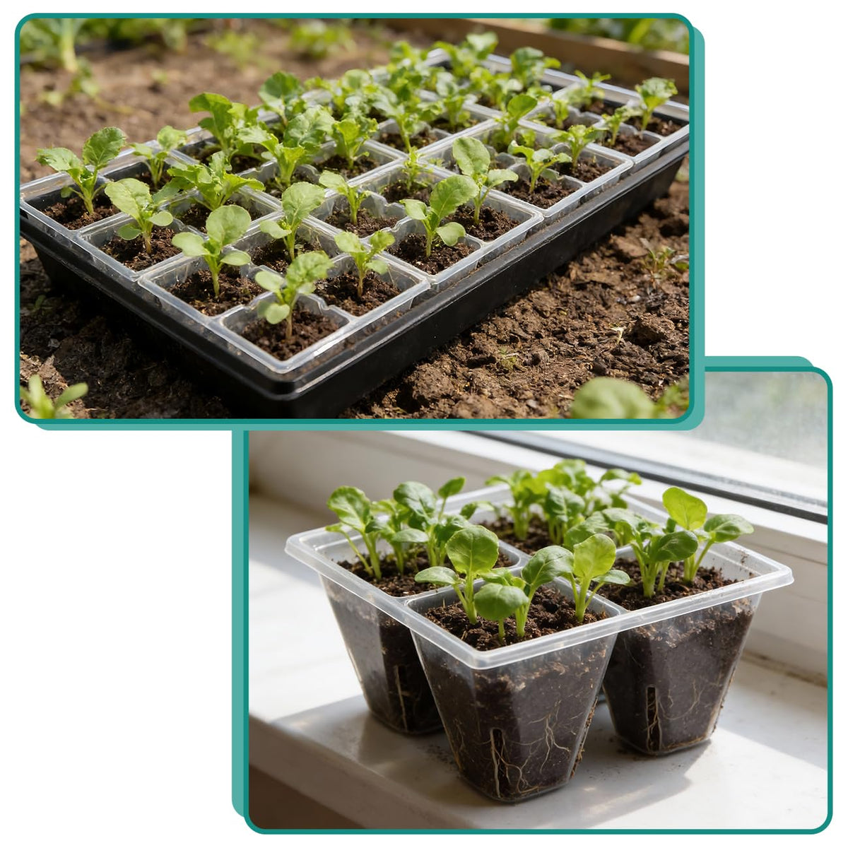 RooTrimmer 80 Pack Reusable 4-Cell Clear Seed Starter Trays - Extra Large Drainage Holes, Easy Transplant, Clear Transparent Tray for Root Observation, Seed Starting, Fits Standard 1020 Flats