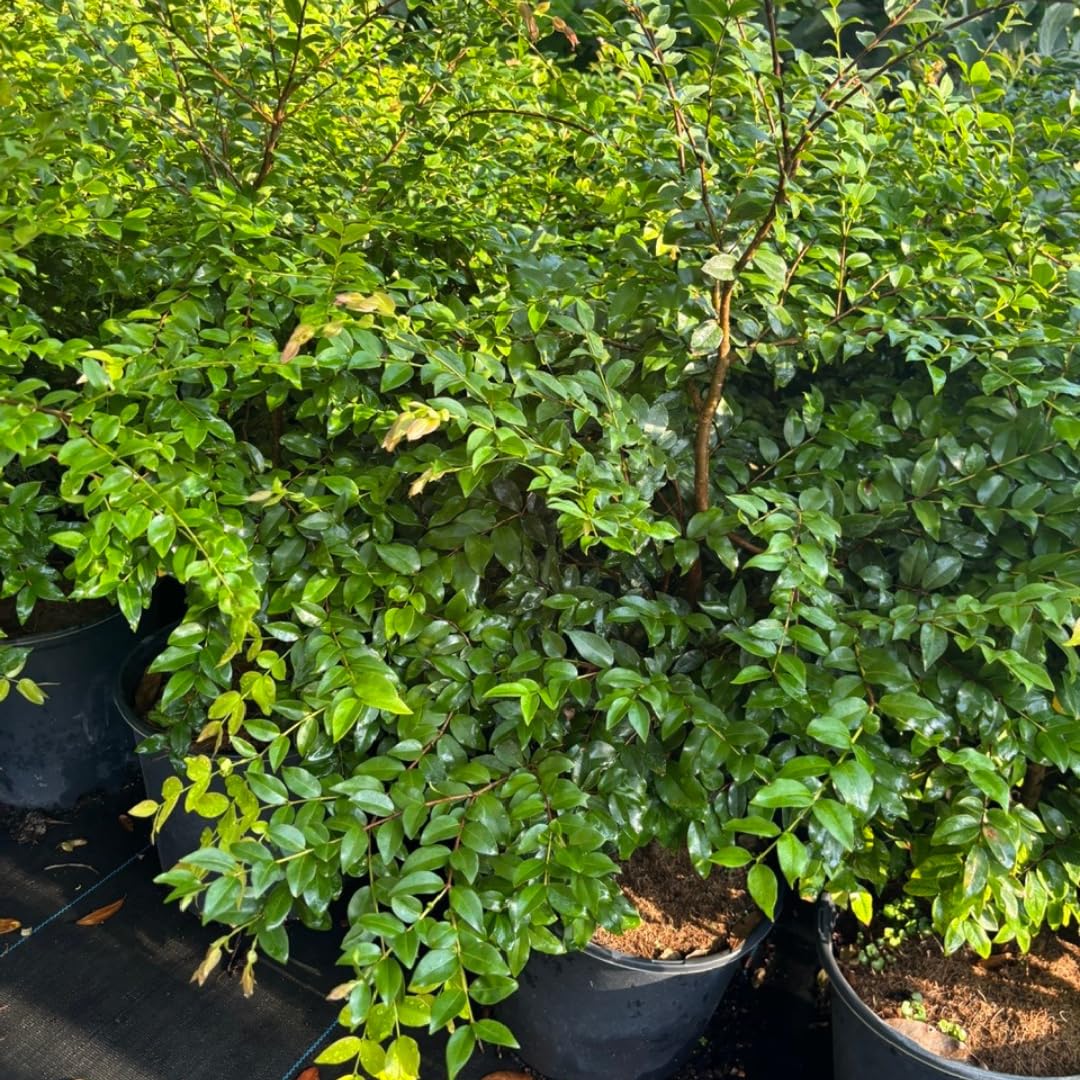 Jaboticaba Tree Live Plant | Jabuticaba Plant for Planting | 2.5–3 Ft Live Potted Tropical Fruit | Compact Sweet Berry Tree for Gardens Balconies & Yards | No Ship to CA,HI,AK