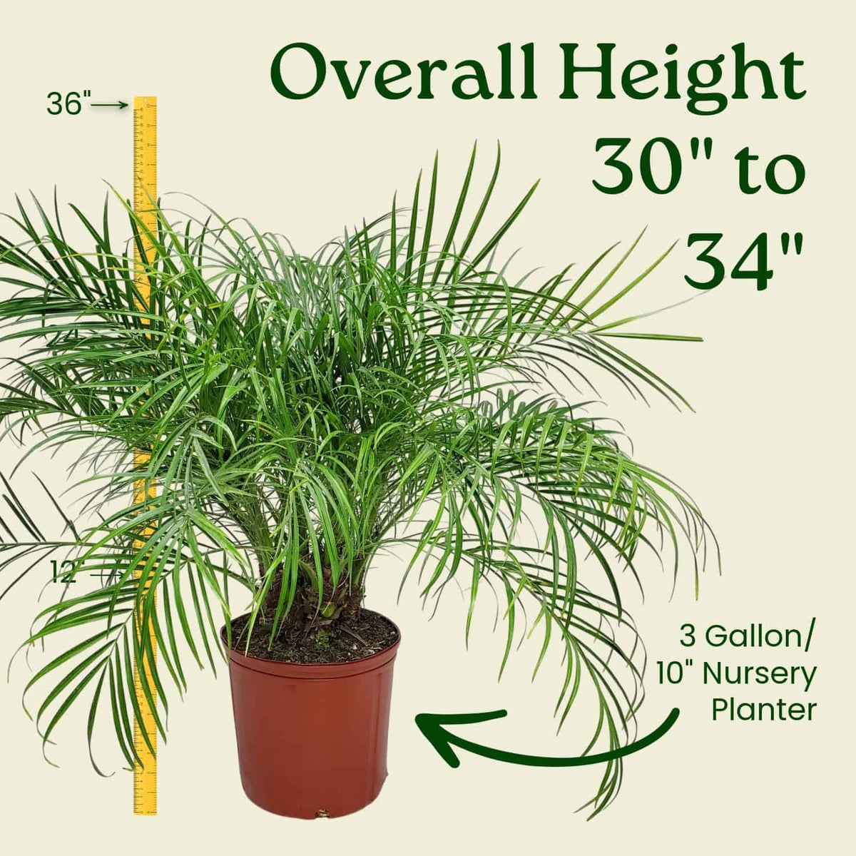 Roebellenii Palm - Live Palm Tree Plant - 3 Gallon Pot - Overall Height 30" to 34" - Tropical Plants of Florida (Plant Only)