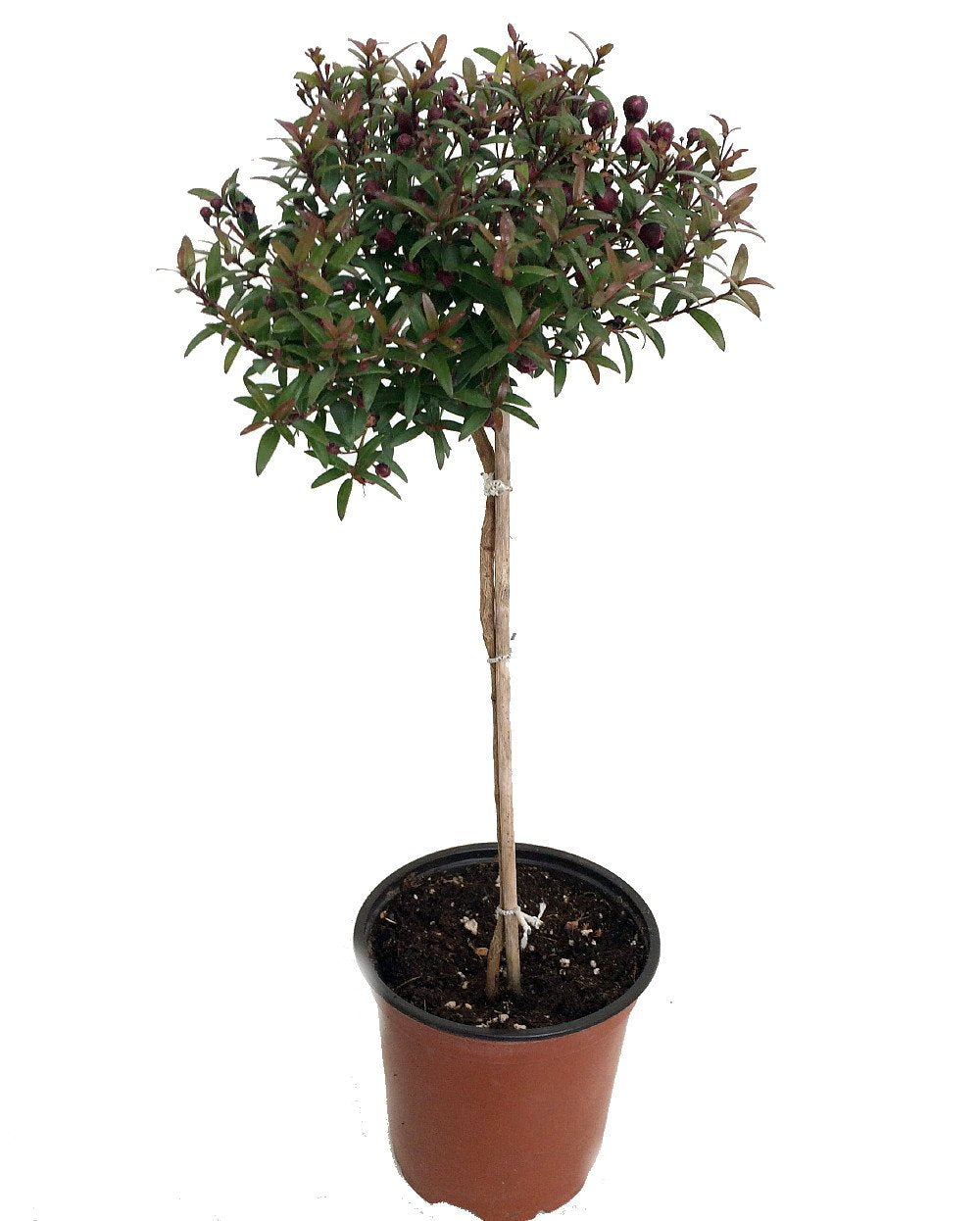 Biblical Myrtle Herb Plant - Myrtus - Ancient Herb - 4.5" Pot - Topiary