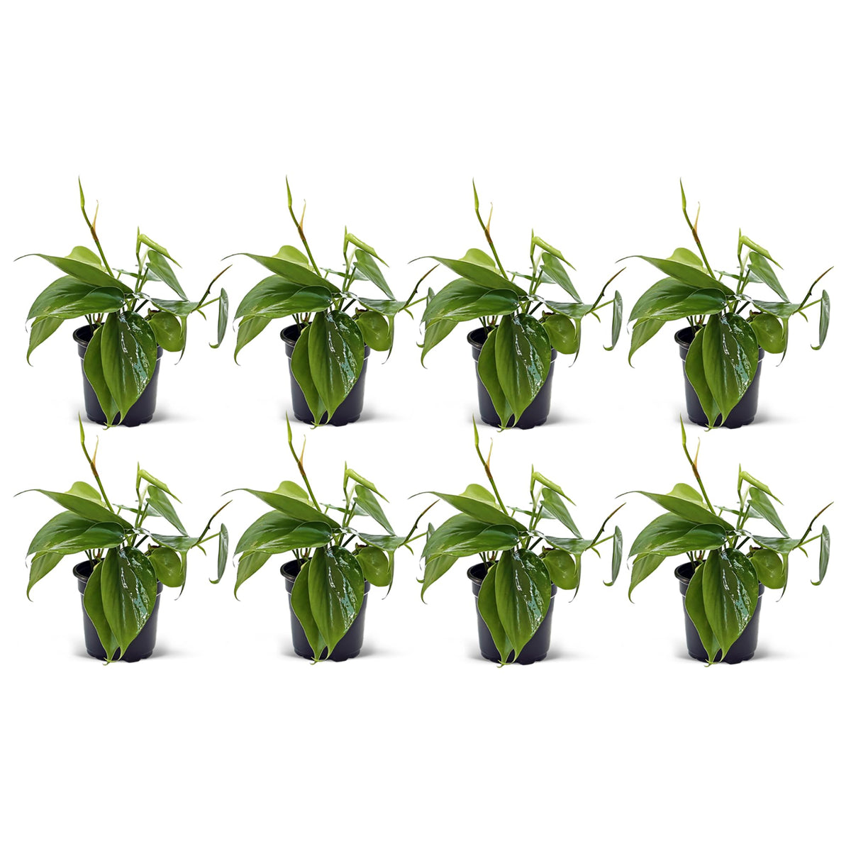 8 Pack Live Heartleaf Green Philodendron, Philodendron Hederaceum, Potted Houseplant, Gardening Gift, Birthday Gift, Sympathy Gift, Plant Lover Gift in 4" Pot
