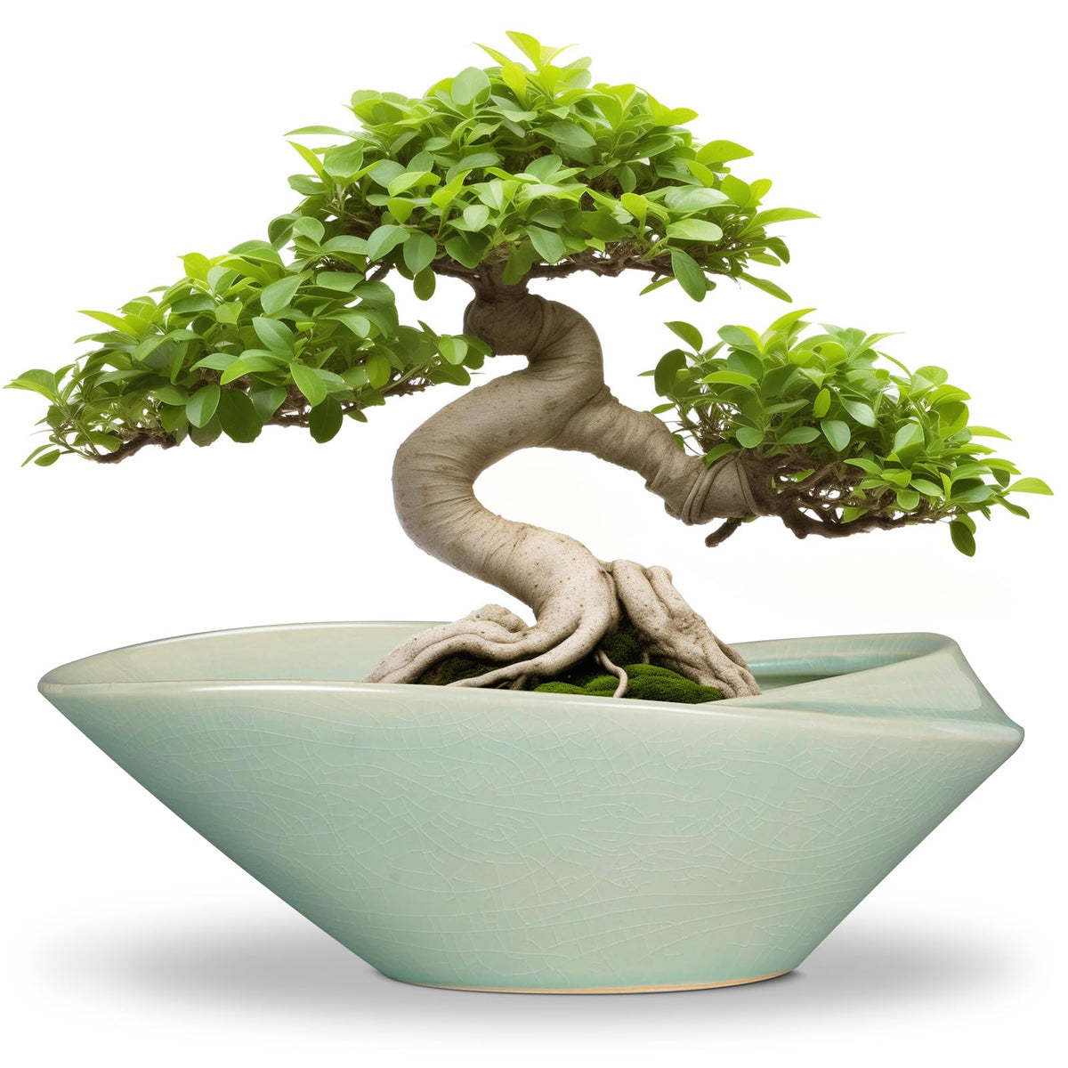 EPFamily Bonsai Pot - 12 Inch Ceramic Planter Pot with Drainage Hole Large Modern Planter Decorative Glazed Succulent Plant Pot for Indoor Outdoor Plants Green