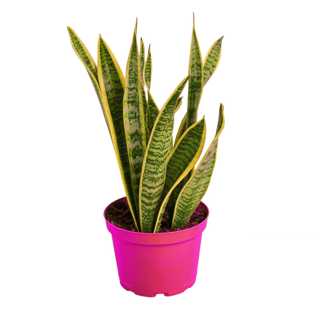 Snake Plant Laurentii - in 6in Pot - Live Plants Tropical Houseplants | Variegated | USA Growers | The Snobby Leaf