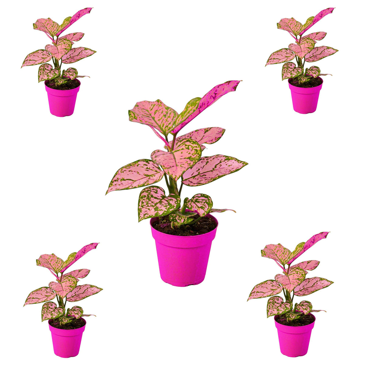 5 Pack Chinese Evergreen 'Lady Valentine' in 2in Pot - Live Plants Tropical Houseplants | Variegated | USA Growers | The Snobby Leaf