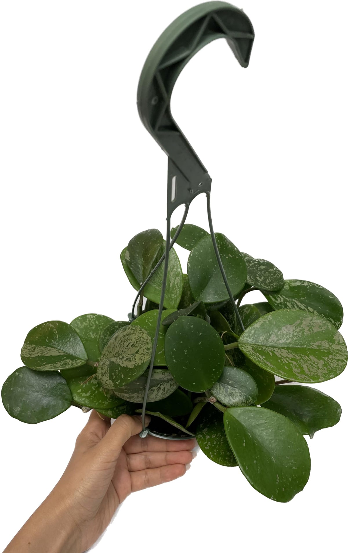 Hoya Obovata Spalsh Available in 2" Pot, 4" Pot, and 6" Hanging Pot Hoya Live Plants Live Houseplants California Seller (2 Small Plants, 4" Pot)
