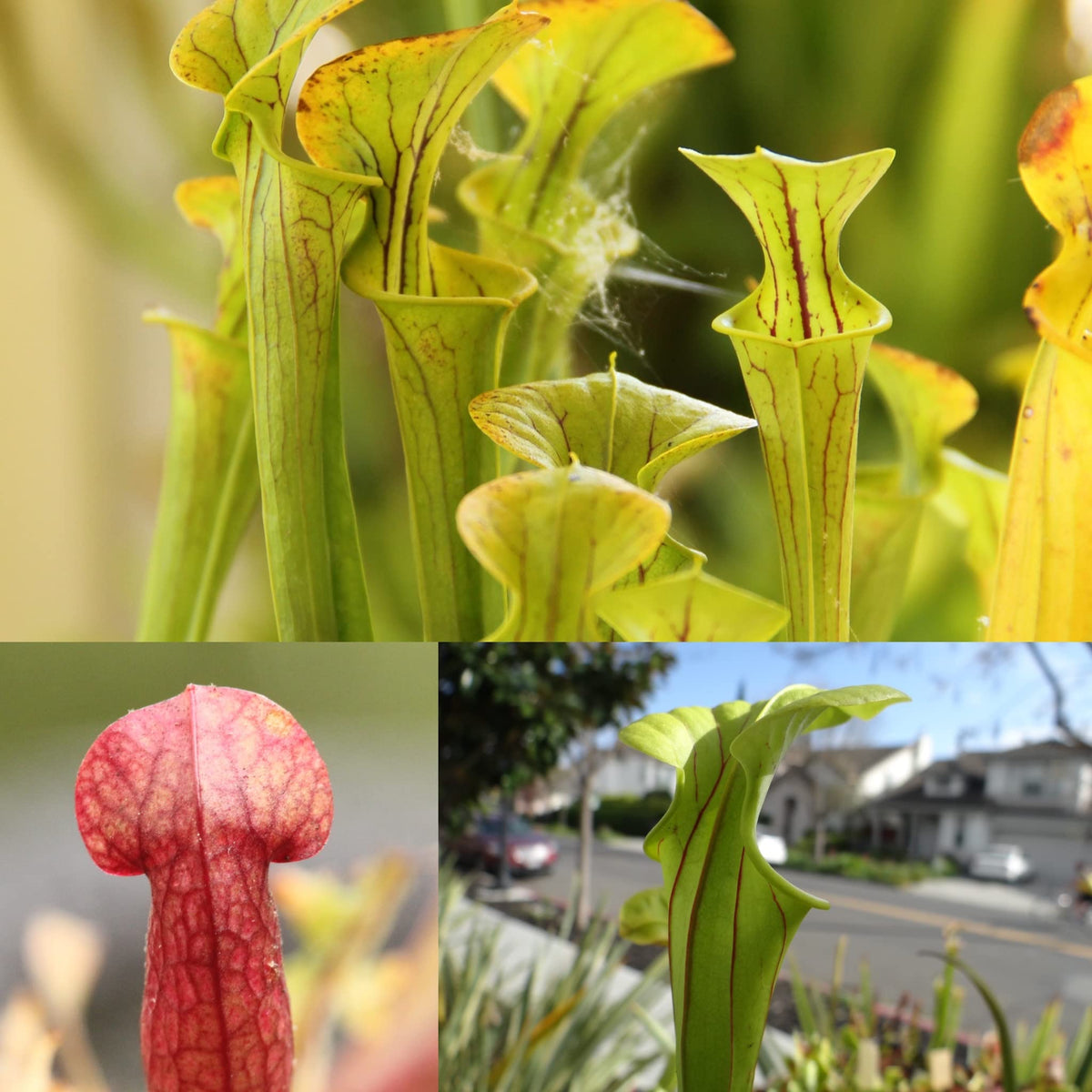 Savage Gardeners Live Carnivorous Pitcher Plant Sarracenia - Flowering Sized, Beginner-Friendly, Comes Potted in 2.5'' Pot
