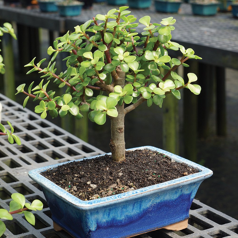 Brussel's Live Dwarf Jade Indoor Bonsai Tree - 5 Years Old; 8" to 12" Tall with Decorative Container, Green, Humidity Tray & Deco Rock