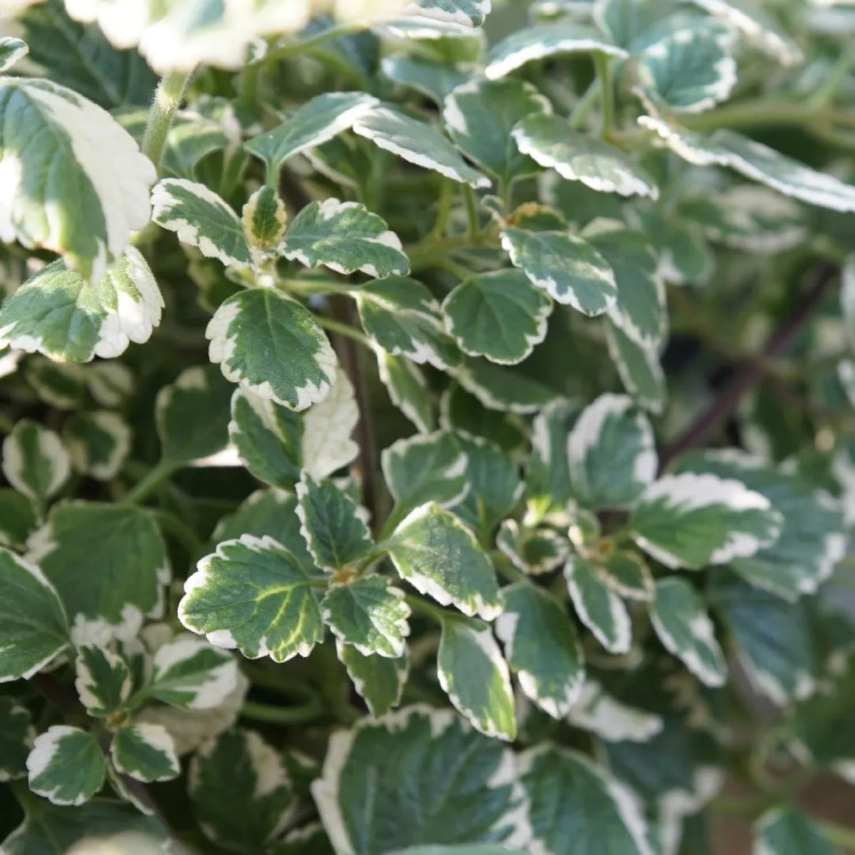 1 Variegated Swedish Ivy Plant Live for Planting - Swedish Ivy Mint Seedlings 4-9 Inch Height, in 3" Pot