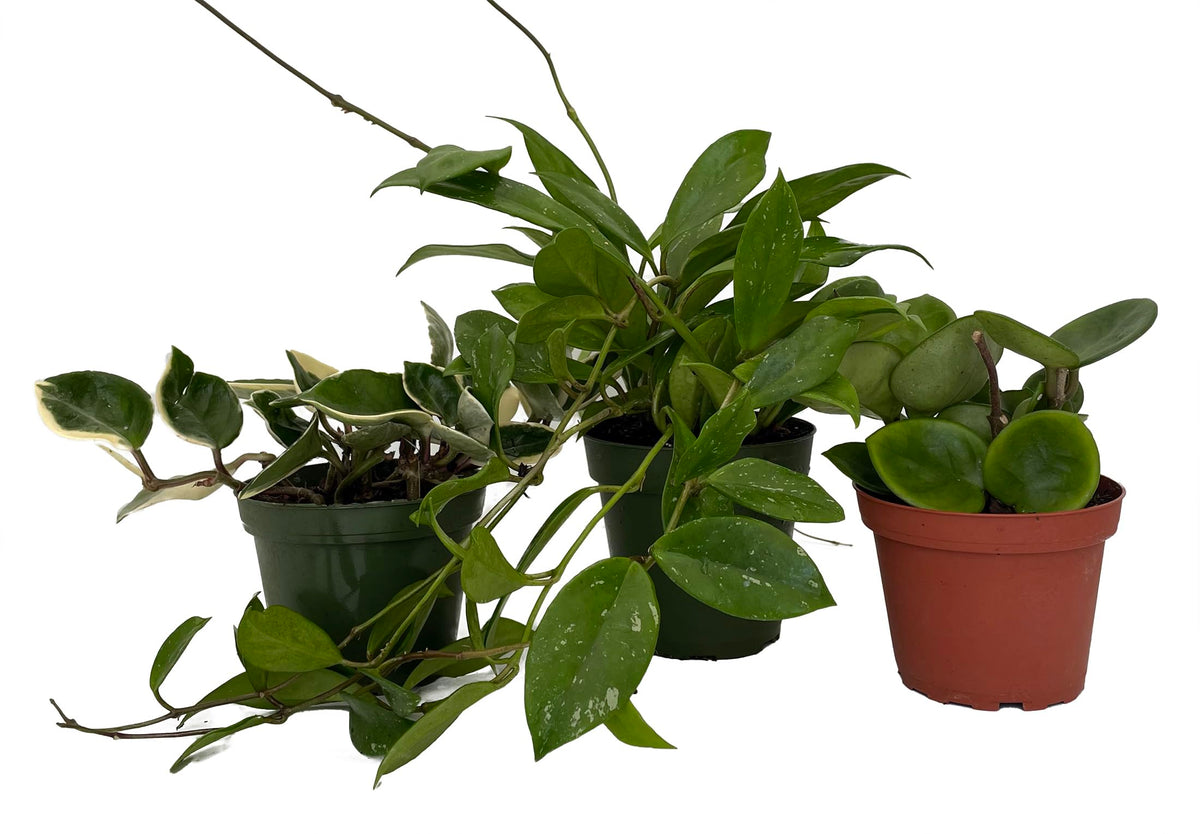 Hoya Assortment - 3 Pack in 4" Pots