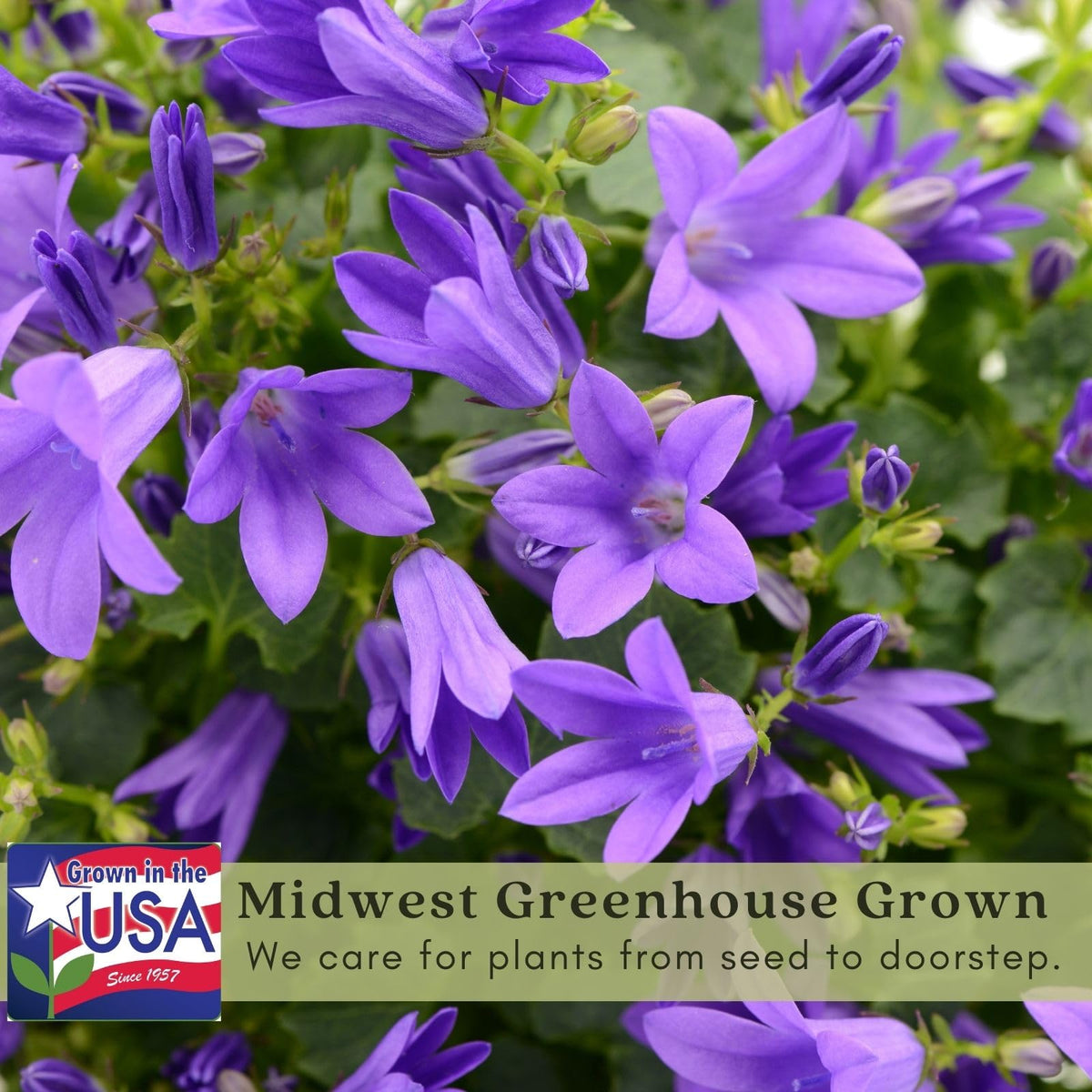 Clovers Garden Campanula (Bellflower) Rapido Blue Plants – Two (2) Live Plants – Non-GMO - Not Seeds - Each 3" to 6" Tall – in 4" Inch Pots – Perennial, Hummingbird & Bee Favorite